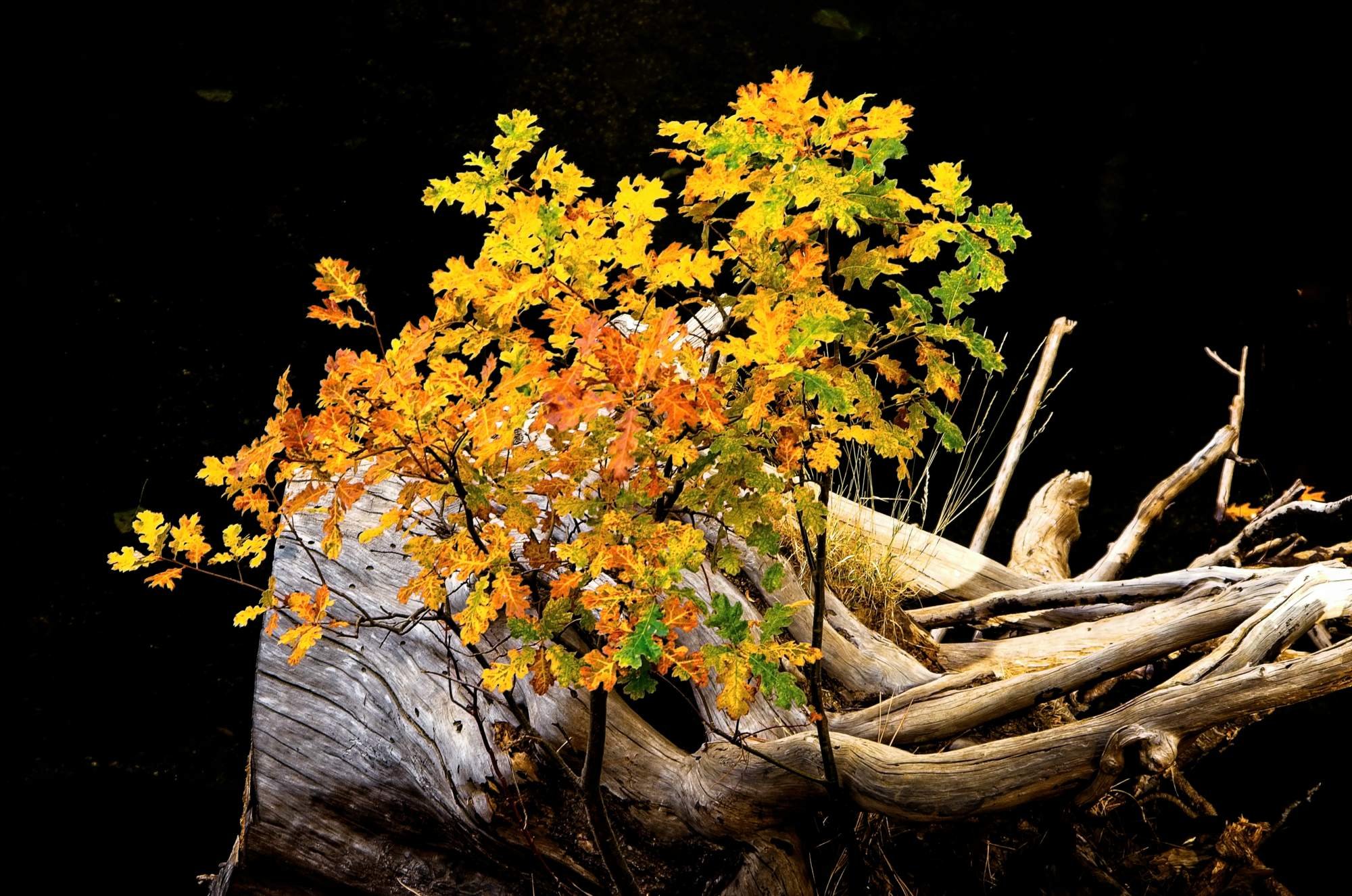 New Life, Yosemite