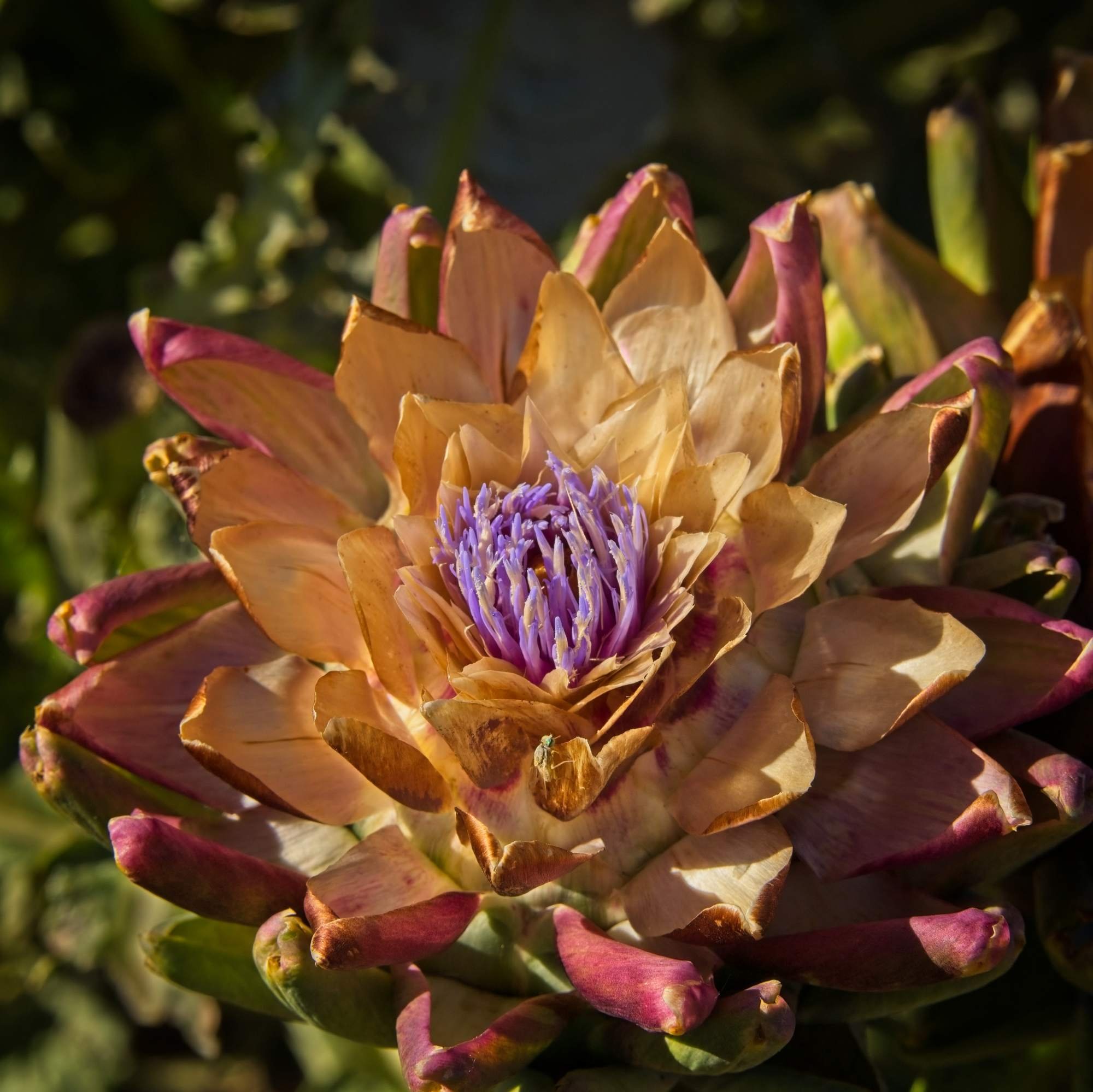 Golden Artichoke, Woodland, Ca