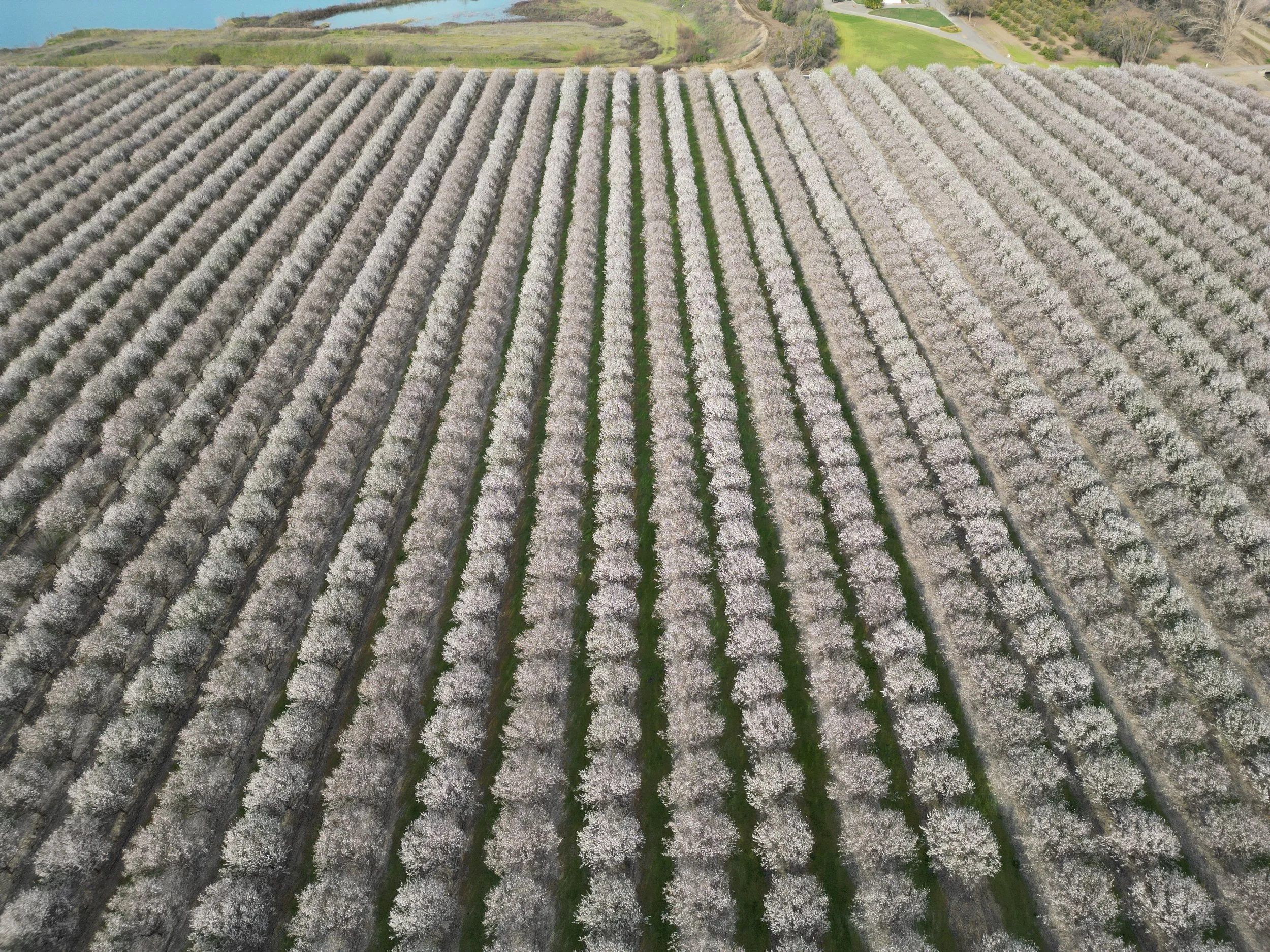 Almond orchard from 200 feet up