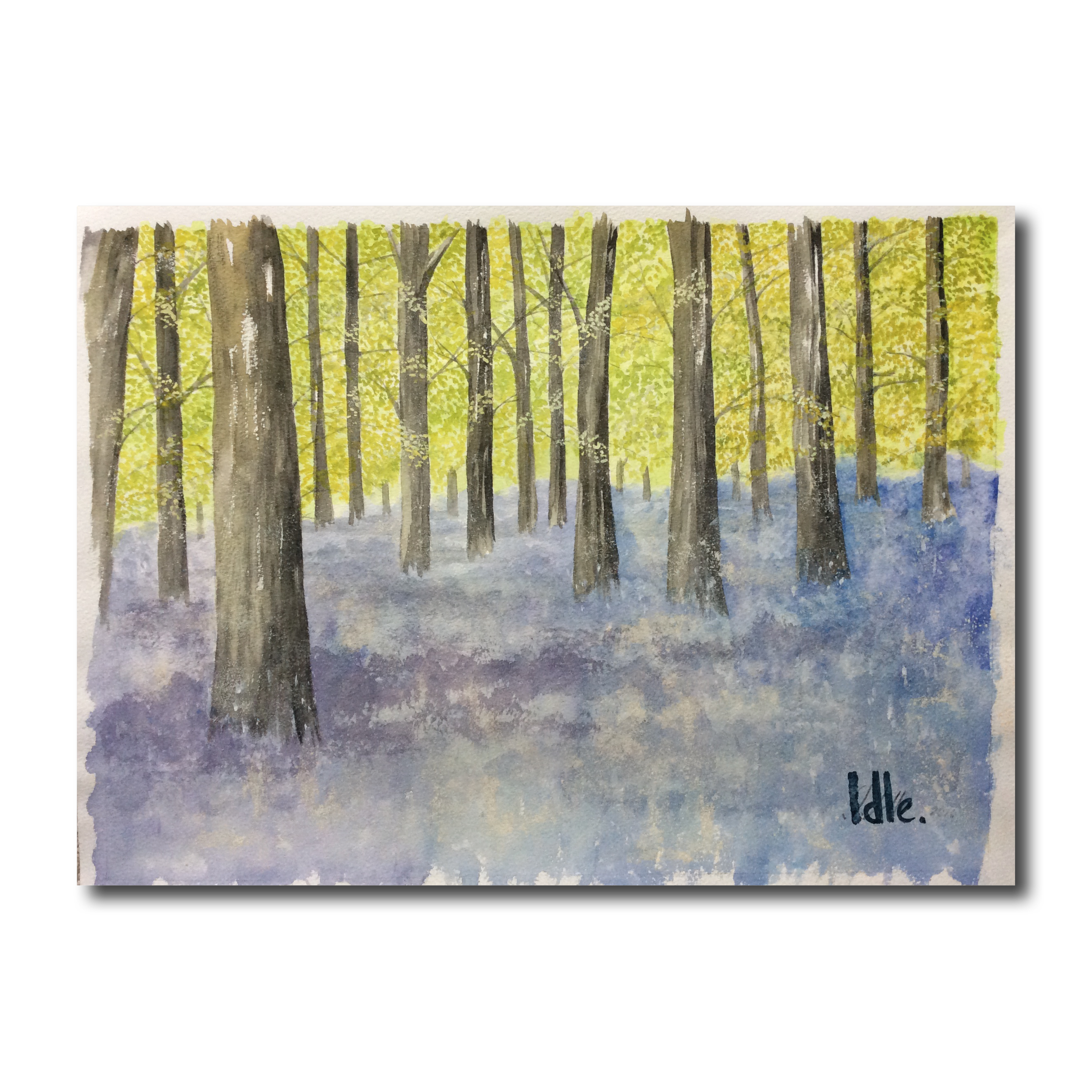 Bluebells