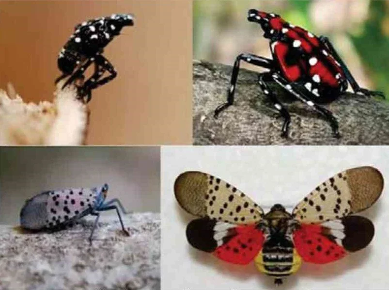 They’re heeere! Spotted Lantern Flies