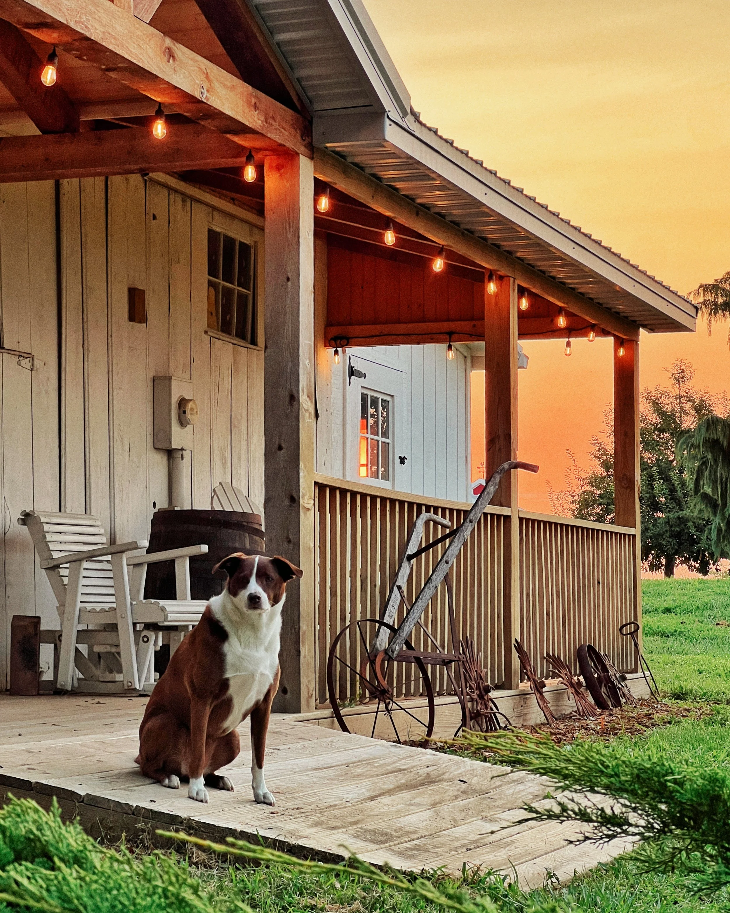 A dog sitting on a wooden porch, with vintage farming tools and a white rocking chair, under string lights at sunset, adjacent to a rustic house with a wooden railing and beige siding.