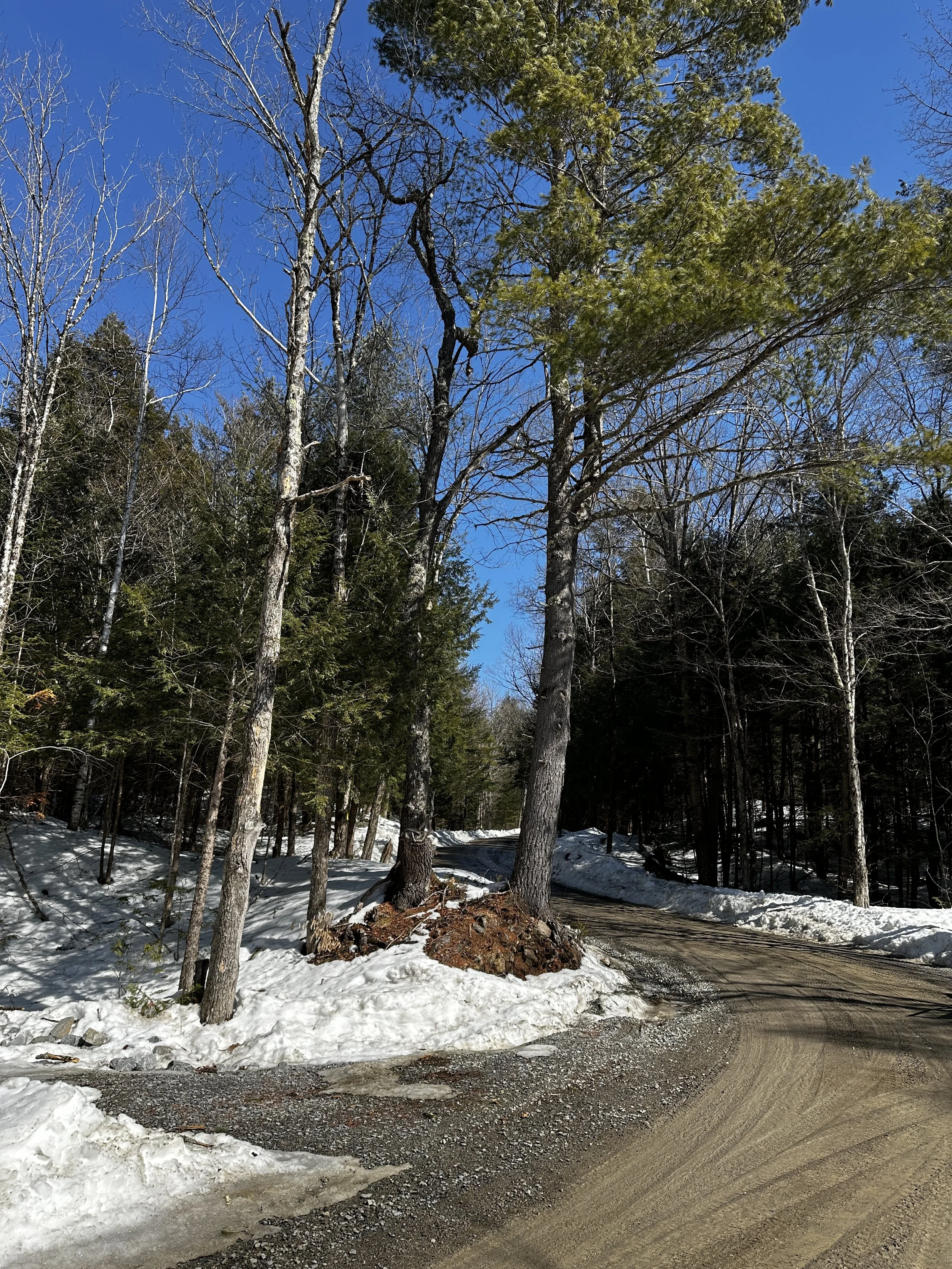 A dirt road winding through a snowy forest with tall trees, some with green foliage and others bare, under a clear blue sky.