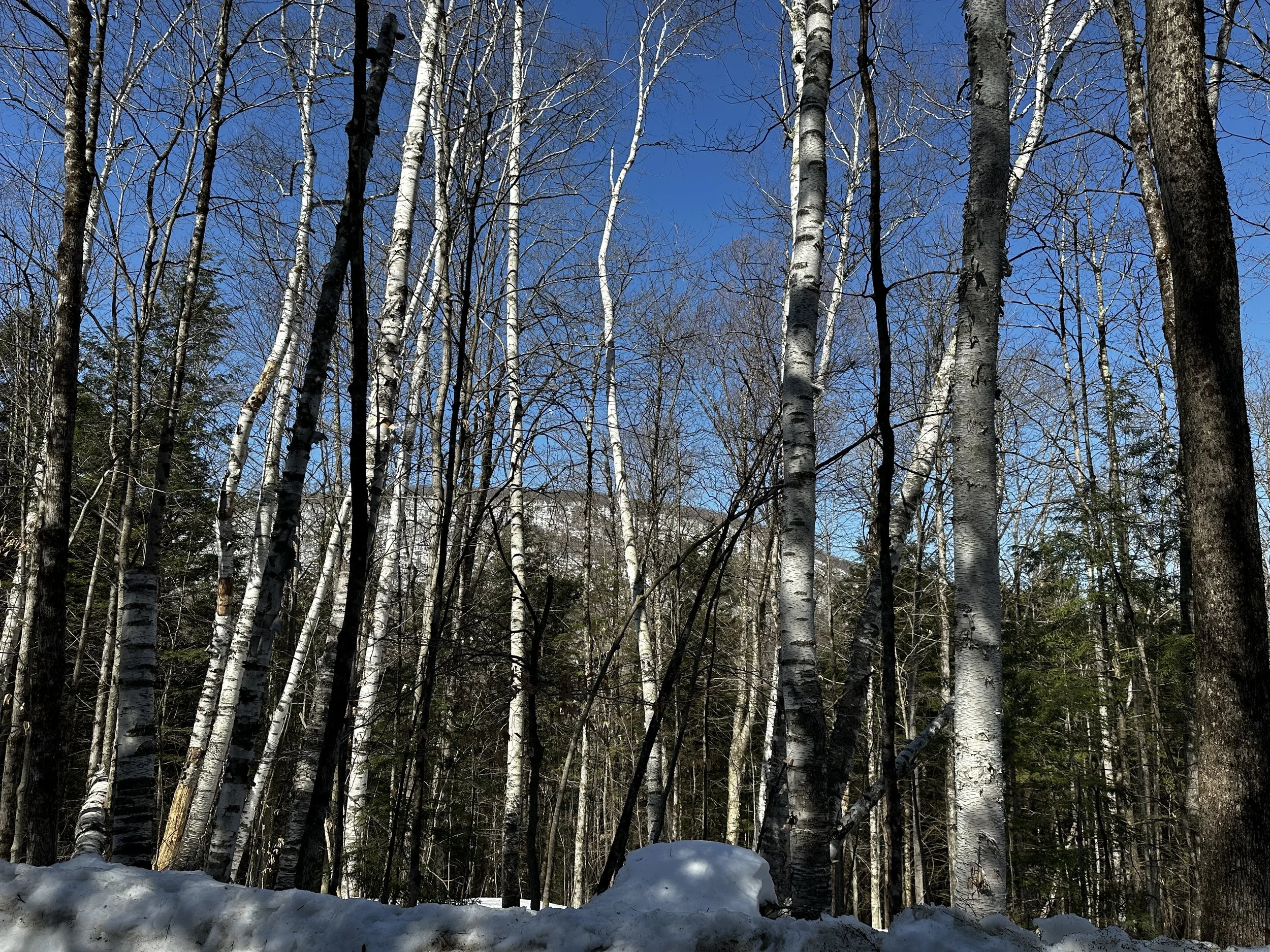 A forest of leafless trees, including white birch and pine, with snow on the ground under a clear blue sky.