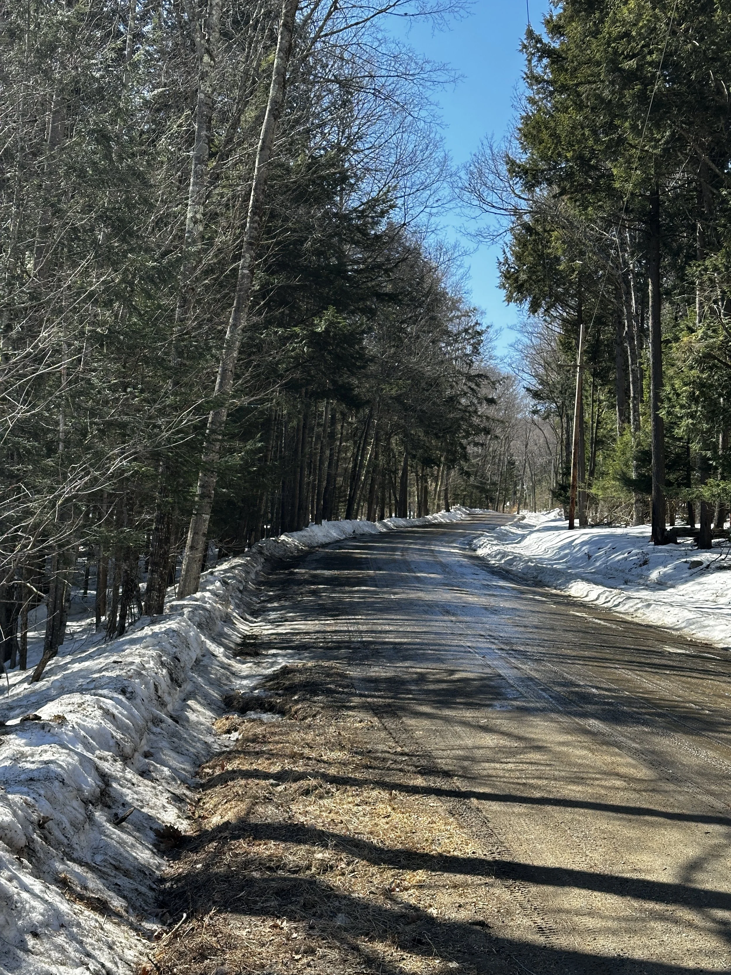 A winding dirt road in a snowy forest with tall trees and clear blue sky.