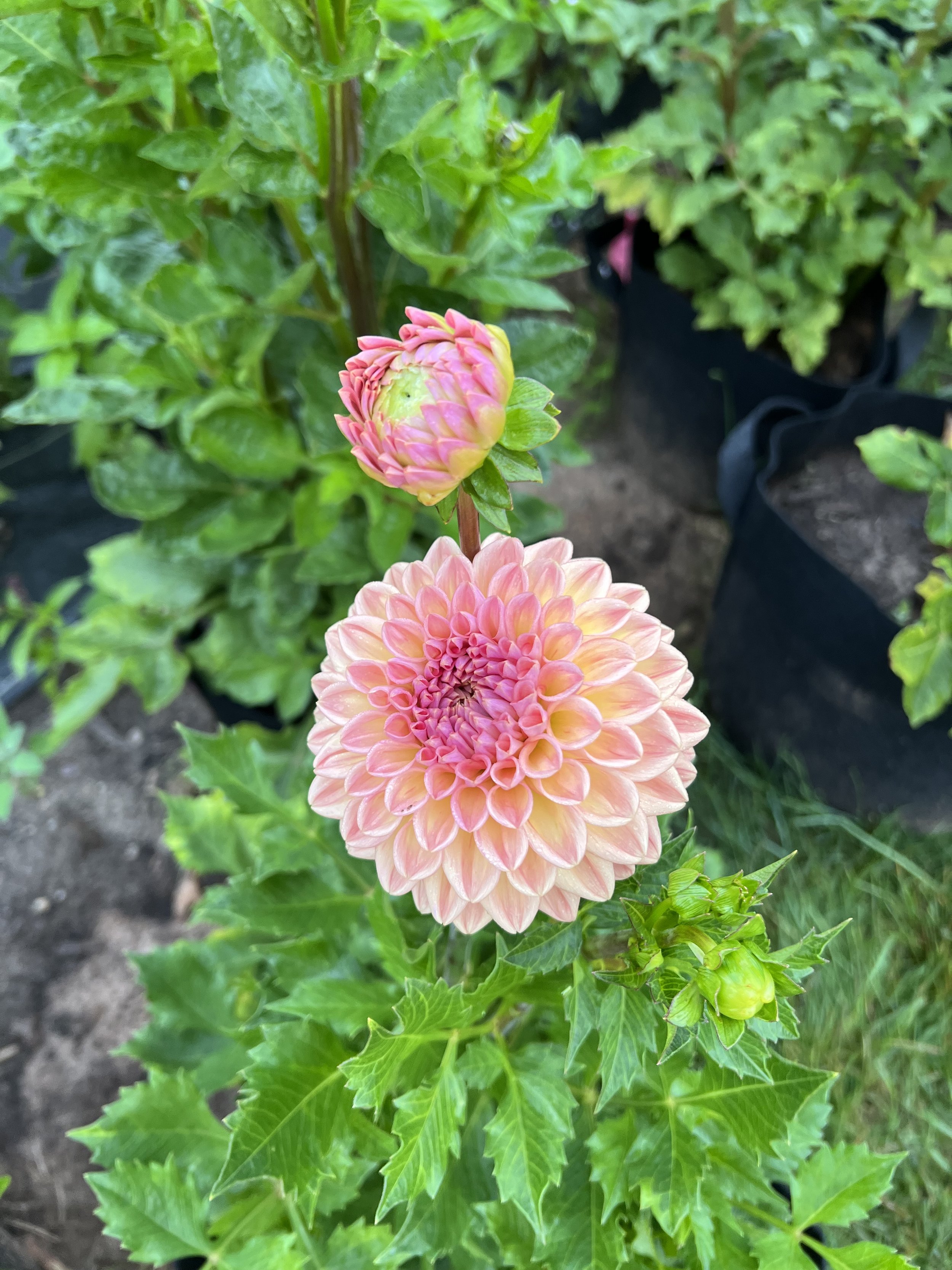 Bloom Bar