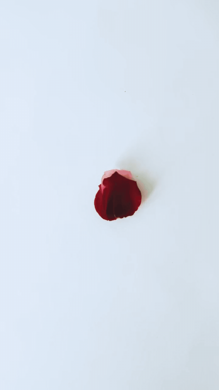 A red rose petal on a white background.