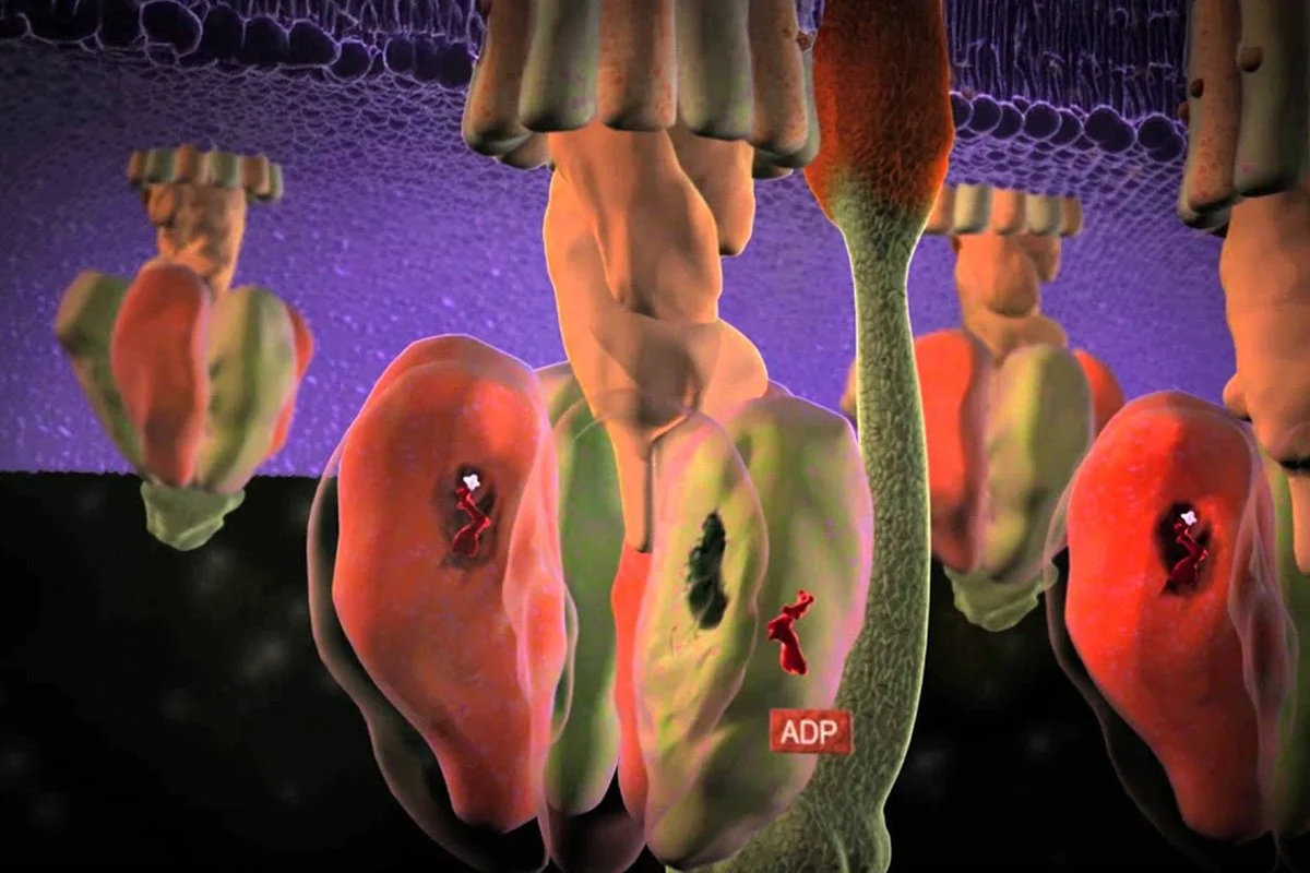 Molecular Machines: Evidence of Intelligent Design