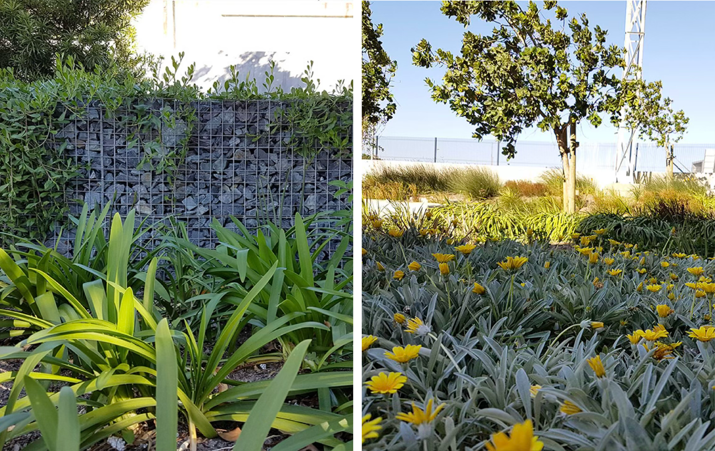 Transnet planting2.png