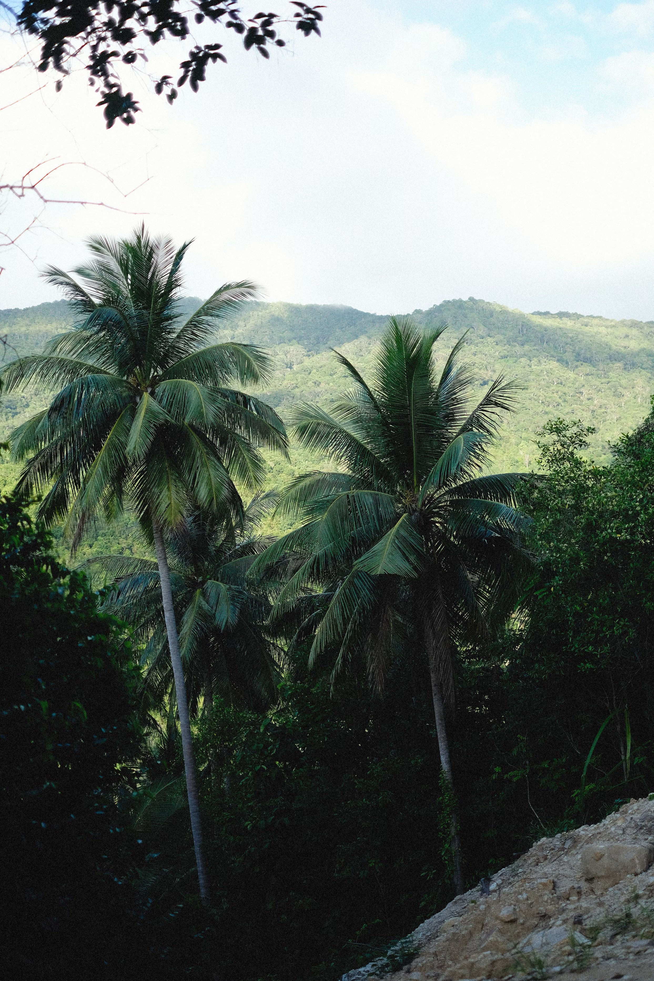 Hillside view of palm trees in Dominica growing at the top of a mountain.
