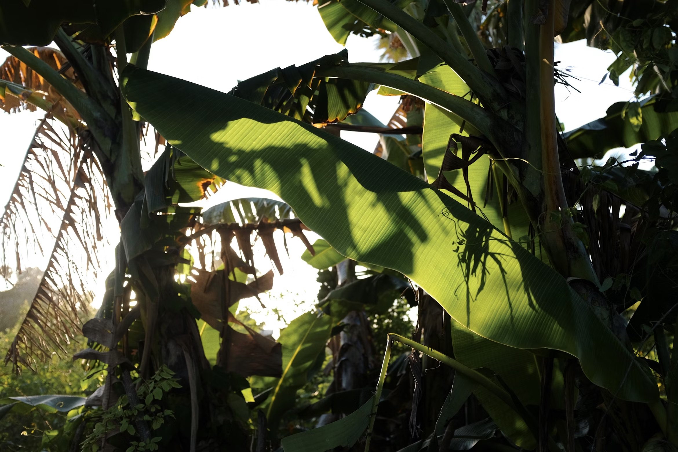 Palm fronds native to the island of Dominica.