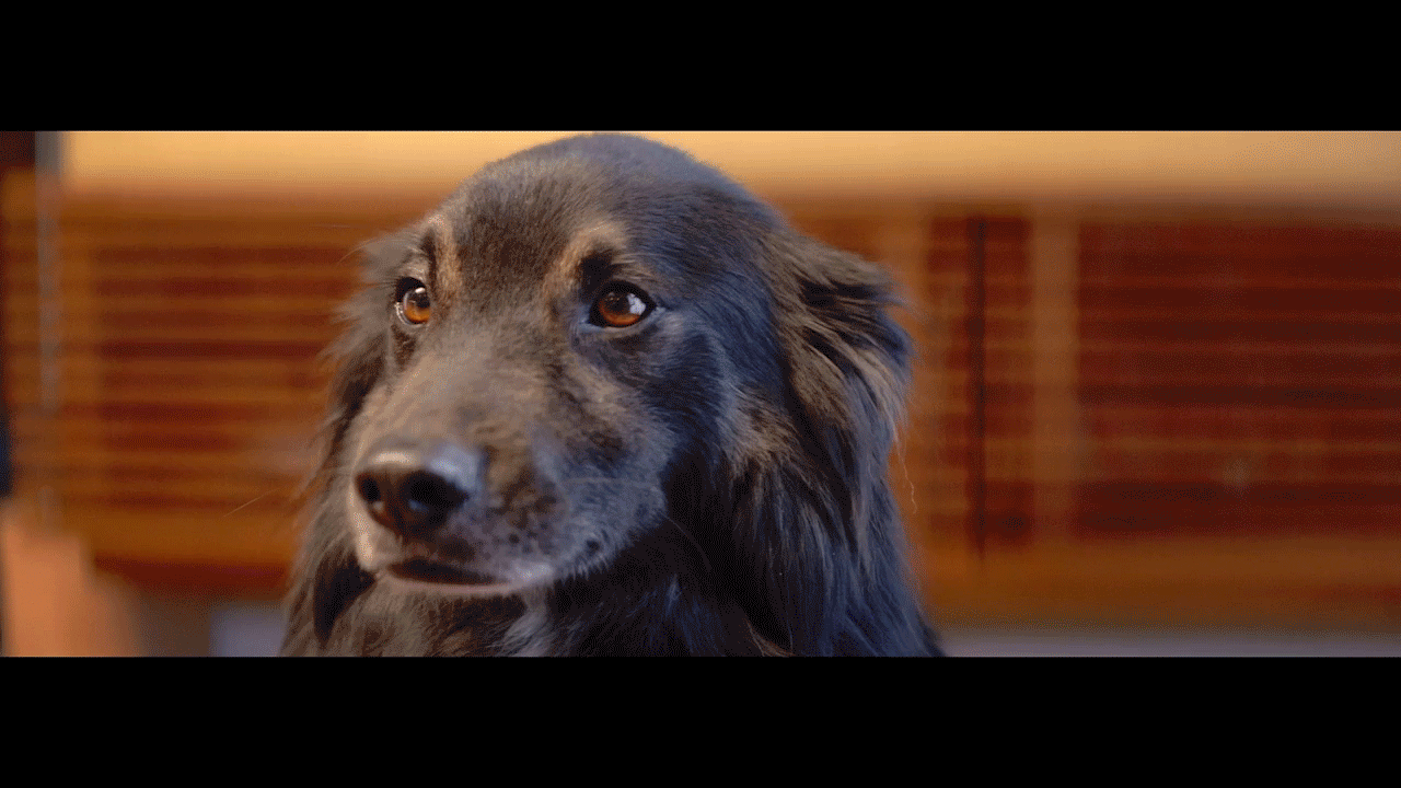 Dallas Pets Alive * Adoptable Trends