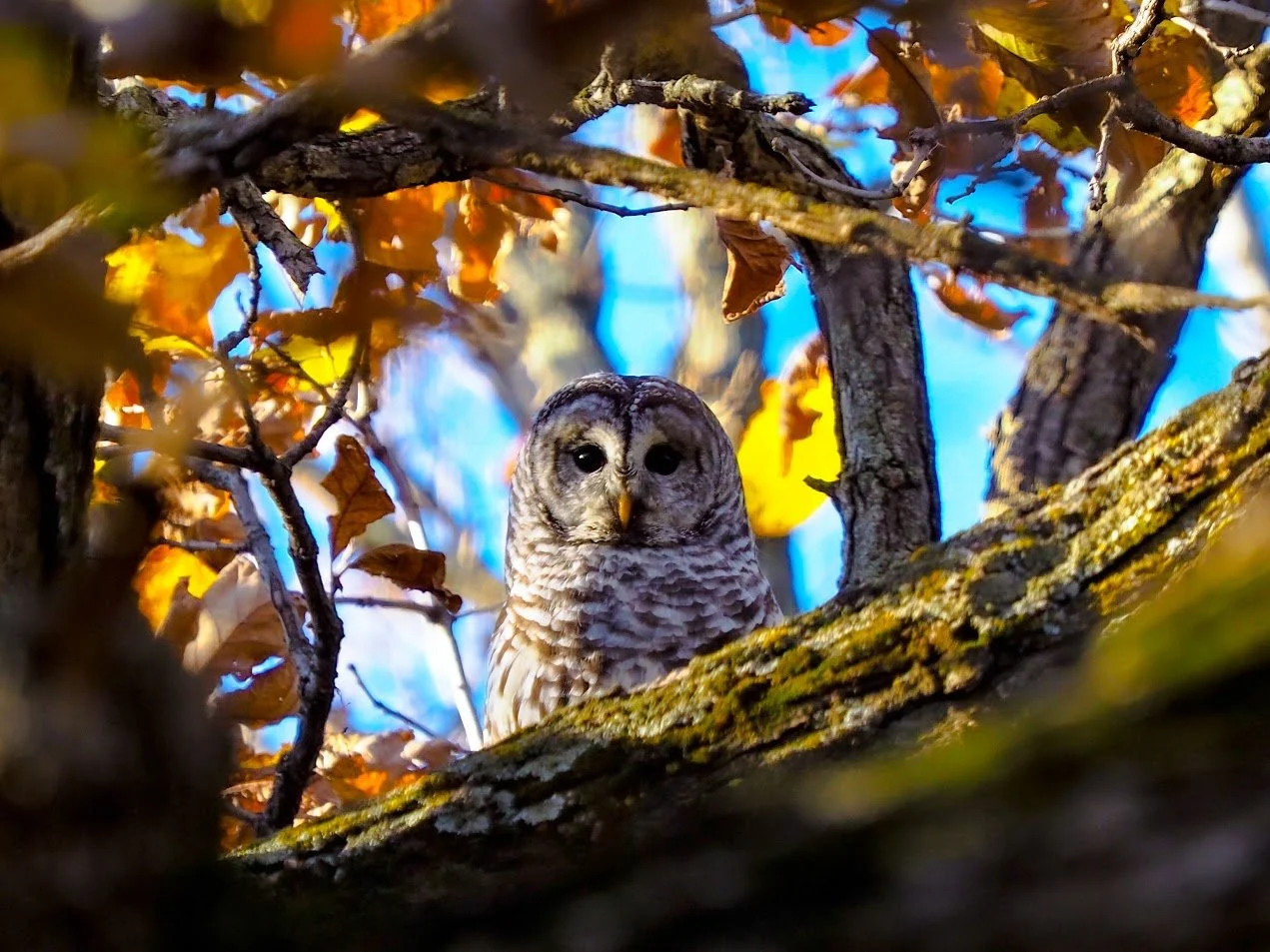 Fall colors Birdwatching Hike at Tamarack Nature Center