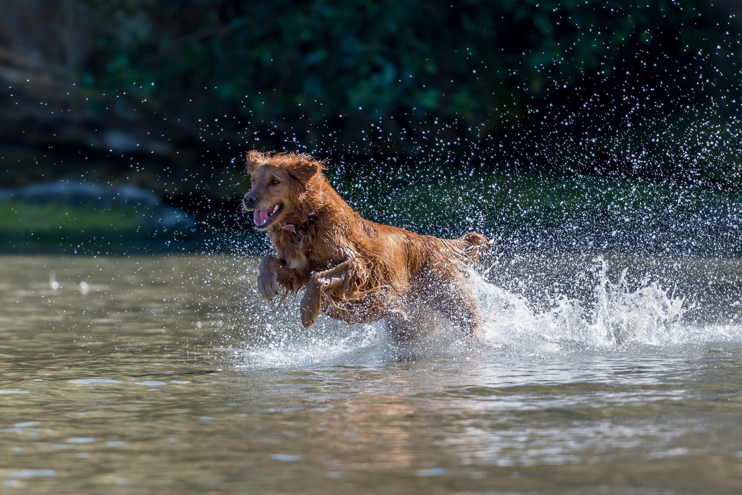 Post-Traumatic Osteoarthritis in Dogs: Protecting Joint Health After Summer Injuries