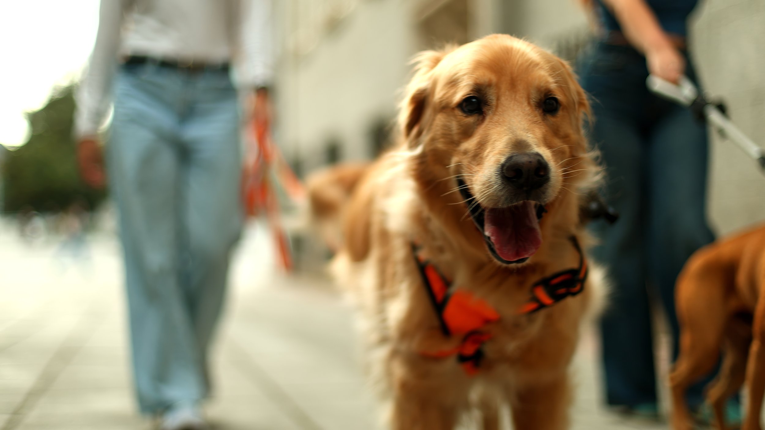 How to Talk to Pet Owners About Osteoarthritis Before Their Pet Starts Limping