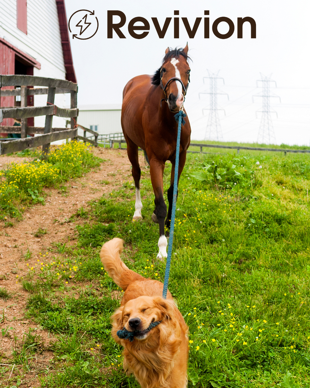 Revivon About Revivion — PetVivo Animal Health
