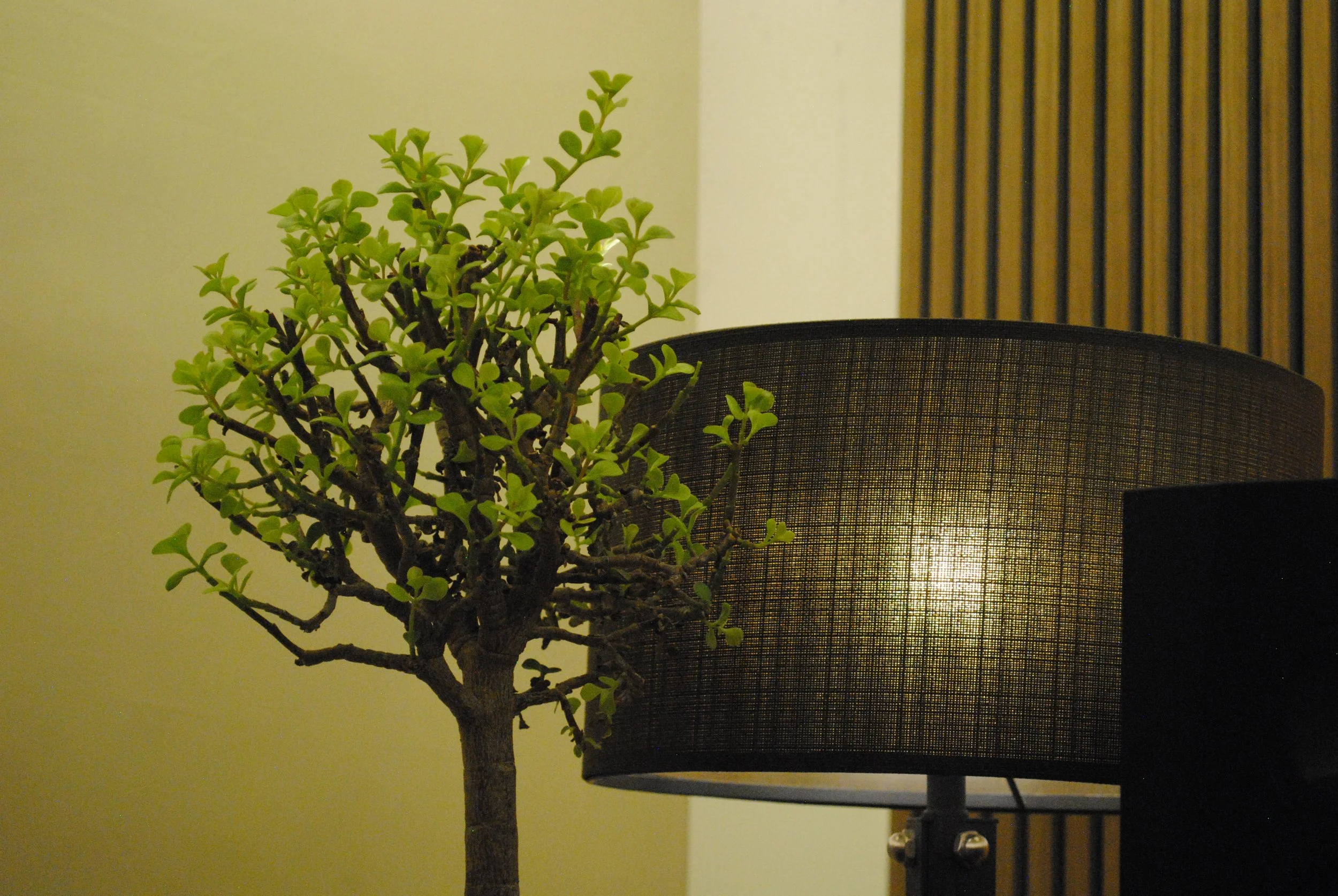 Lámpara con pantalla de malla y planta de follaje verde en un entorno interior.