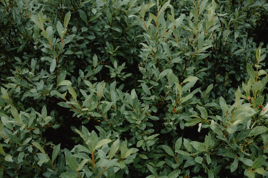 Apple + Pine Market | Marketing Support & Event Strategy