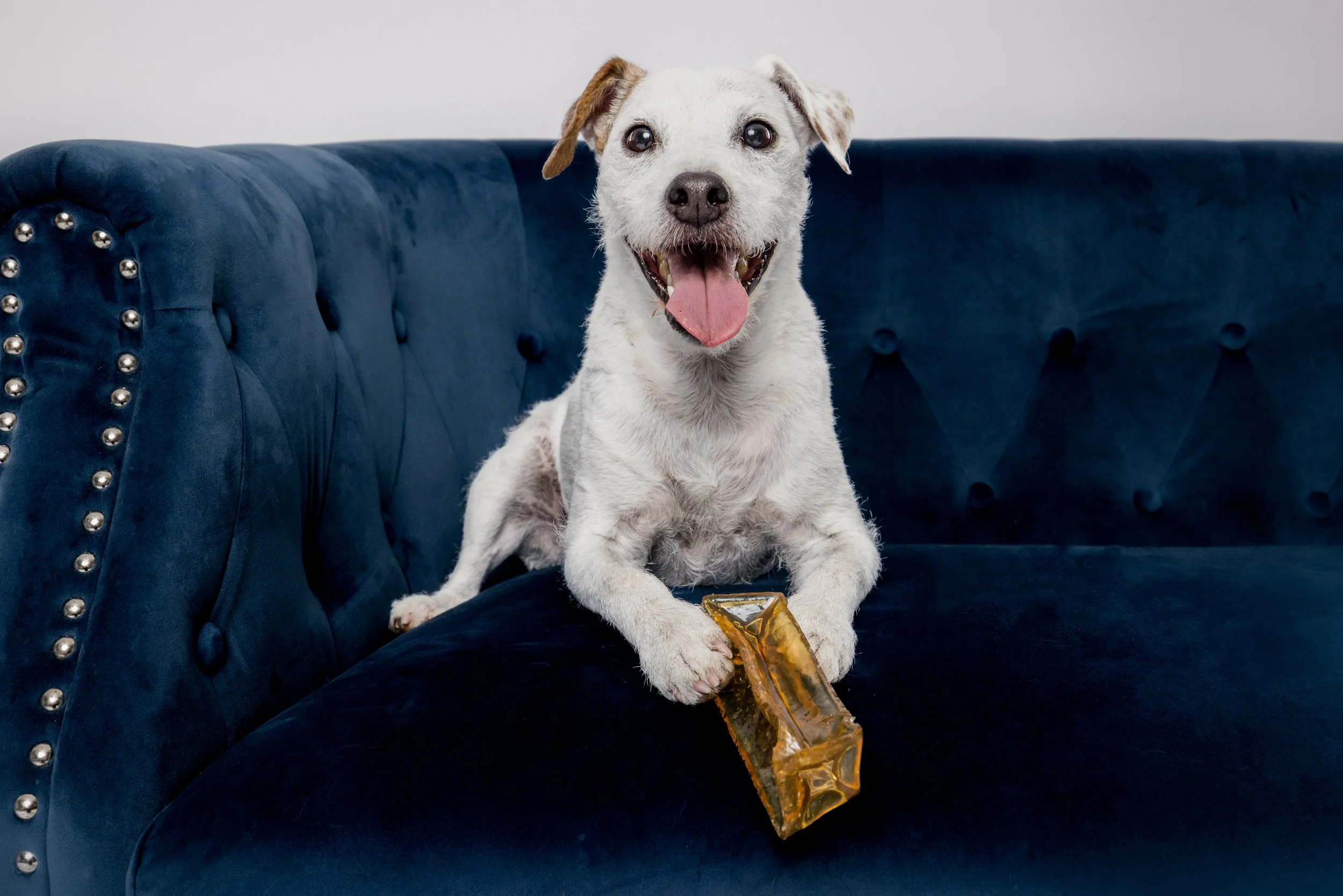 Derp-Dog-Studios-Wags-6.jpg