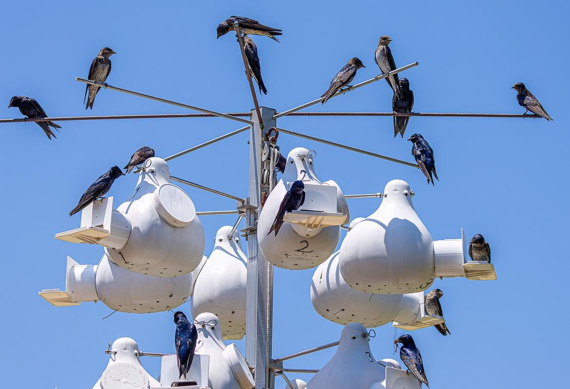 Purple Martins and nests
