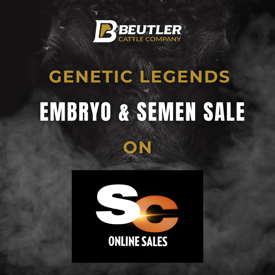 Genetic Legends Angus Embryo &amp; semen sale