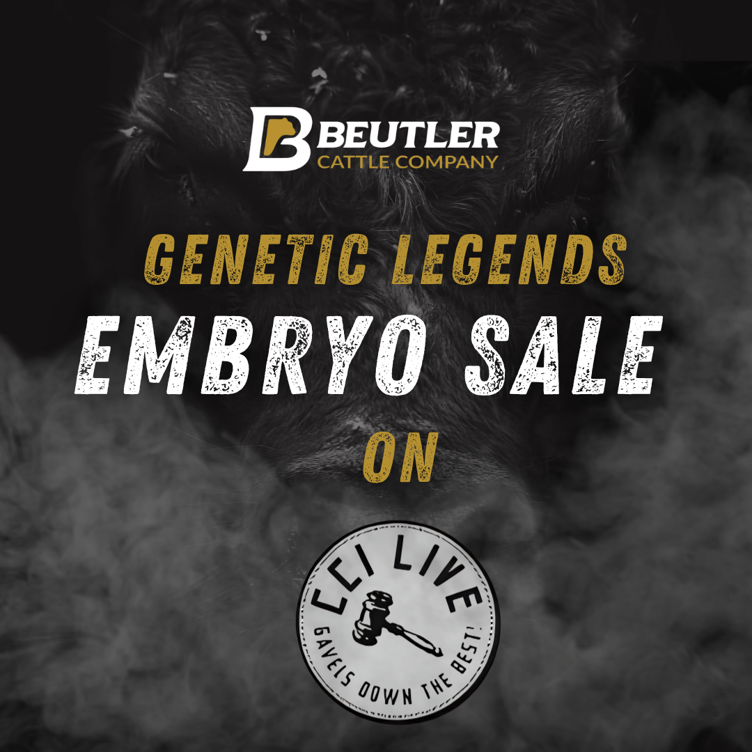 Genetic Legends ANGUS Embryo &amp; semen sale