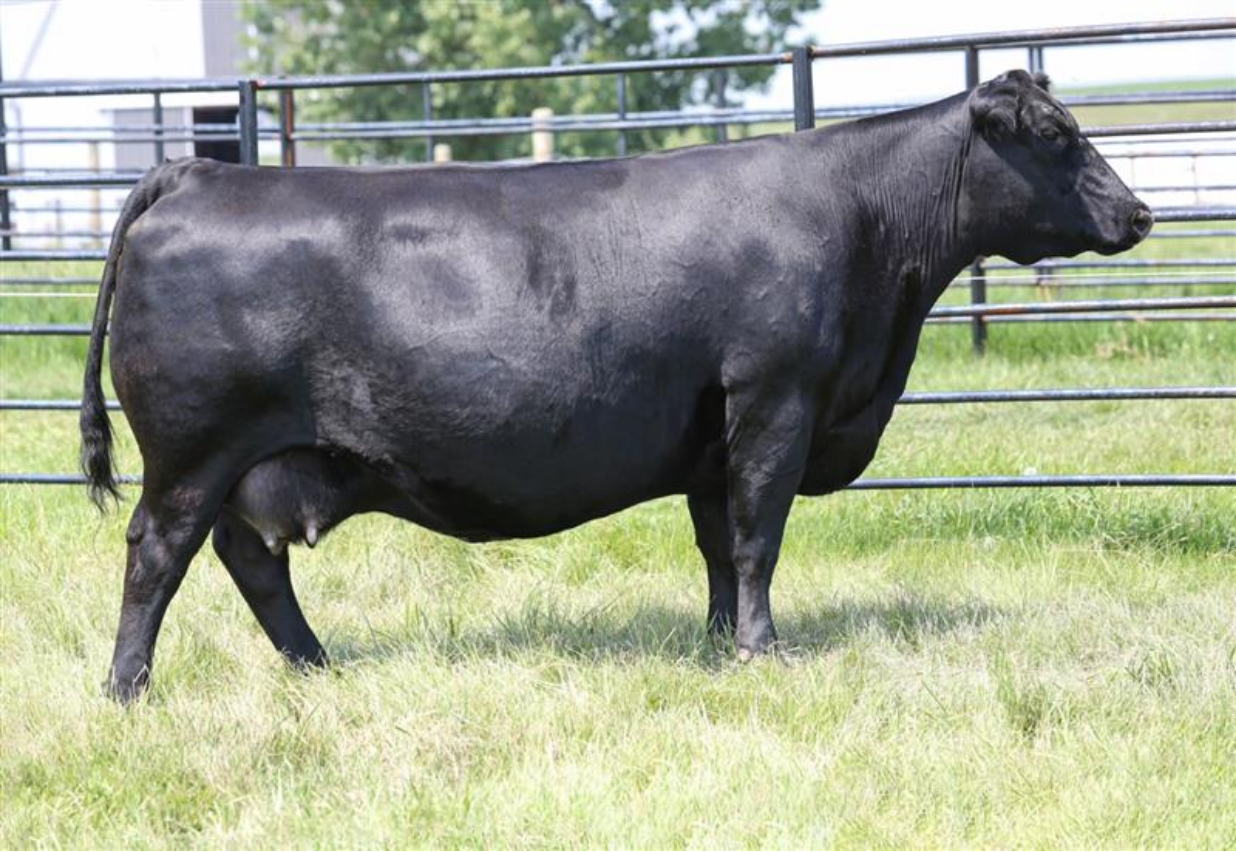 Black cow standing on green grass in a fenced area.