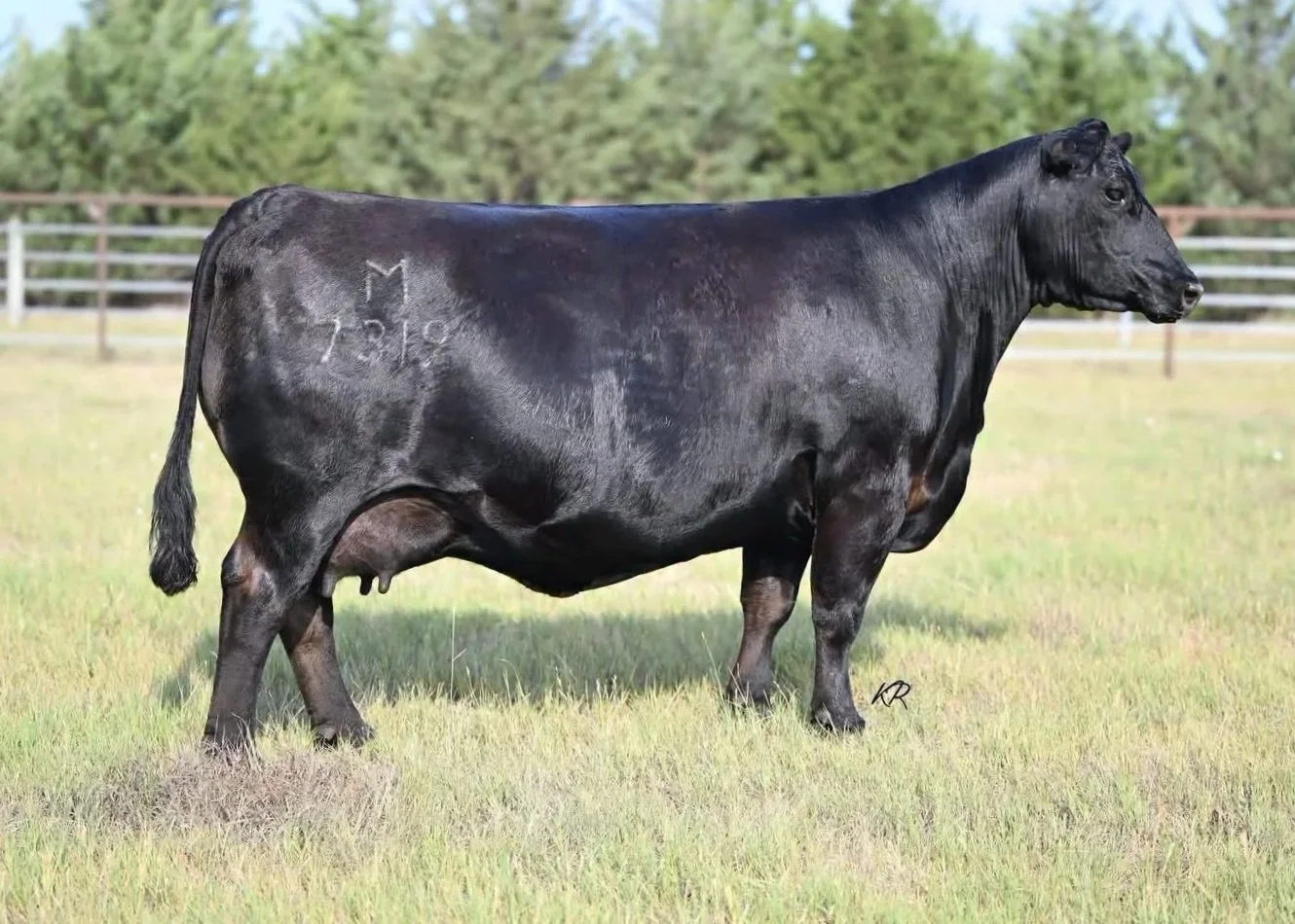 Black Angus bull standing on grassy field with trees and fence in the background.