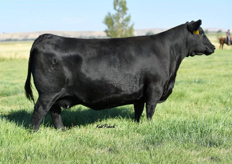 A large black cow standing in a grassy field with a tree and distant hills in the background.