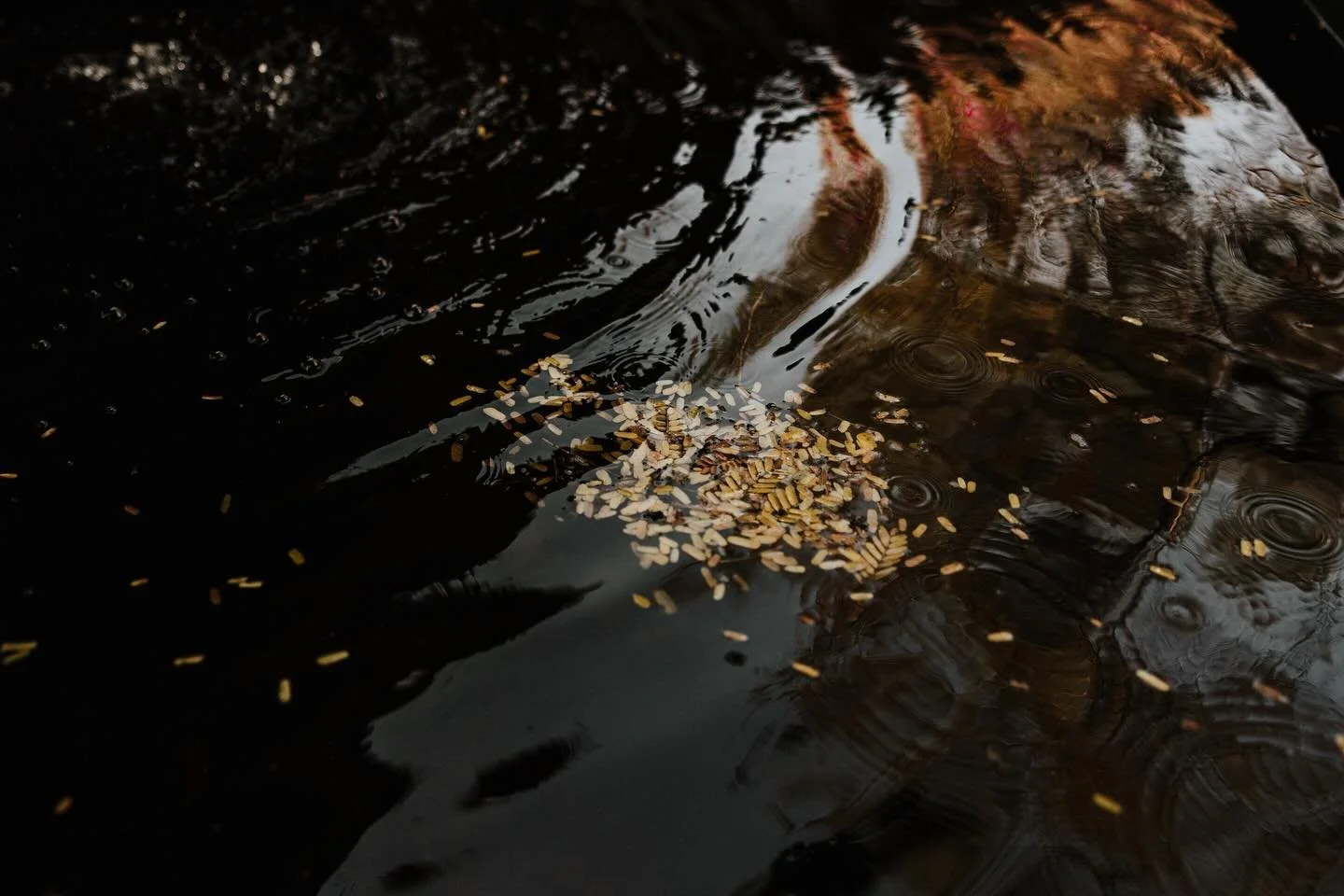 Male &amp; Pablo 

@malemeq 
@huezoxoeventos 
@haciendadtenango
@crystelslzar