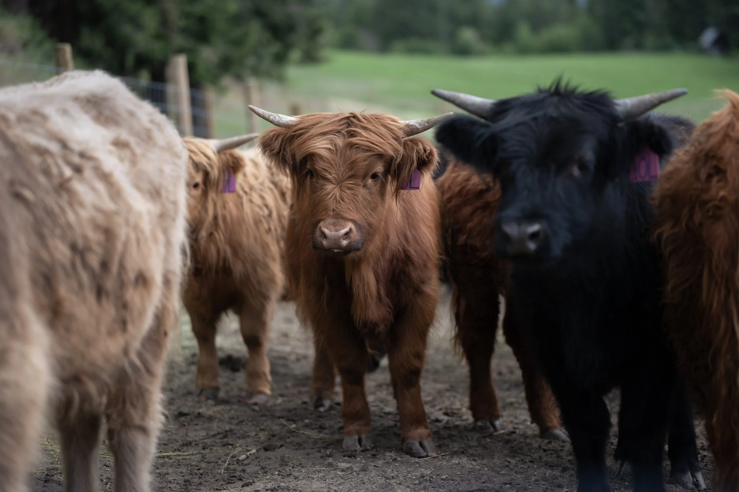 Highland Cows.jpg