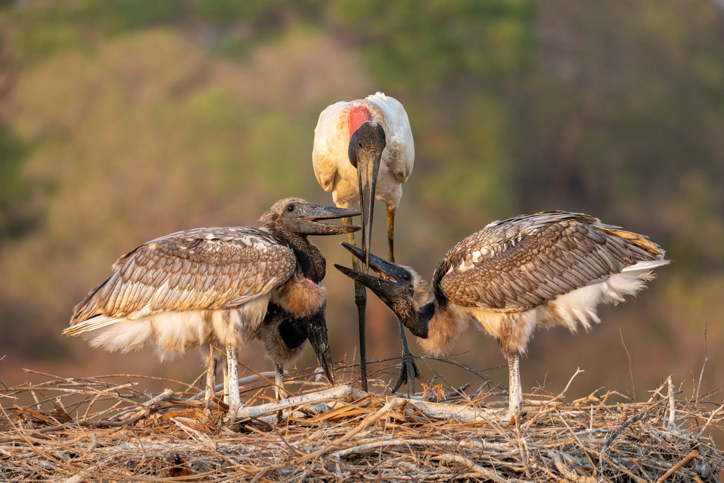 Brasilien_2024_Johanna_Möller_BRAPRA_250824_Hunrige_Schnäbel_im_Jabiru_Nest.jpg