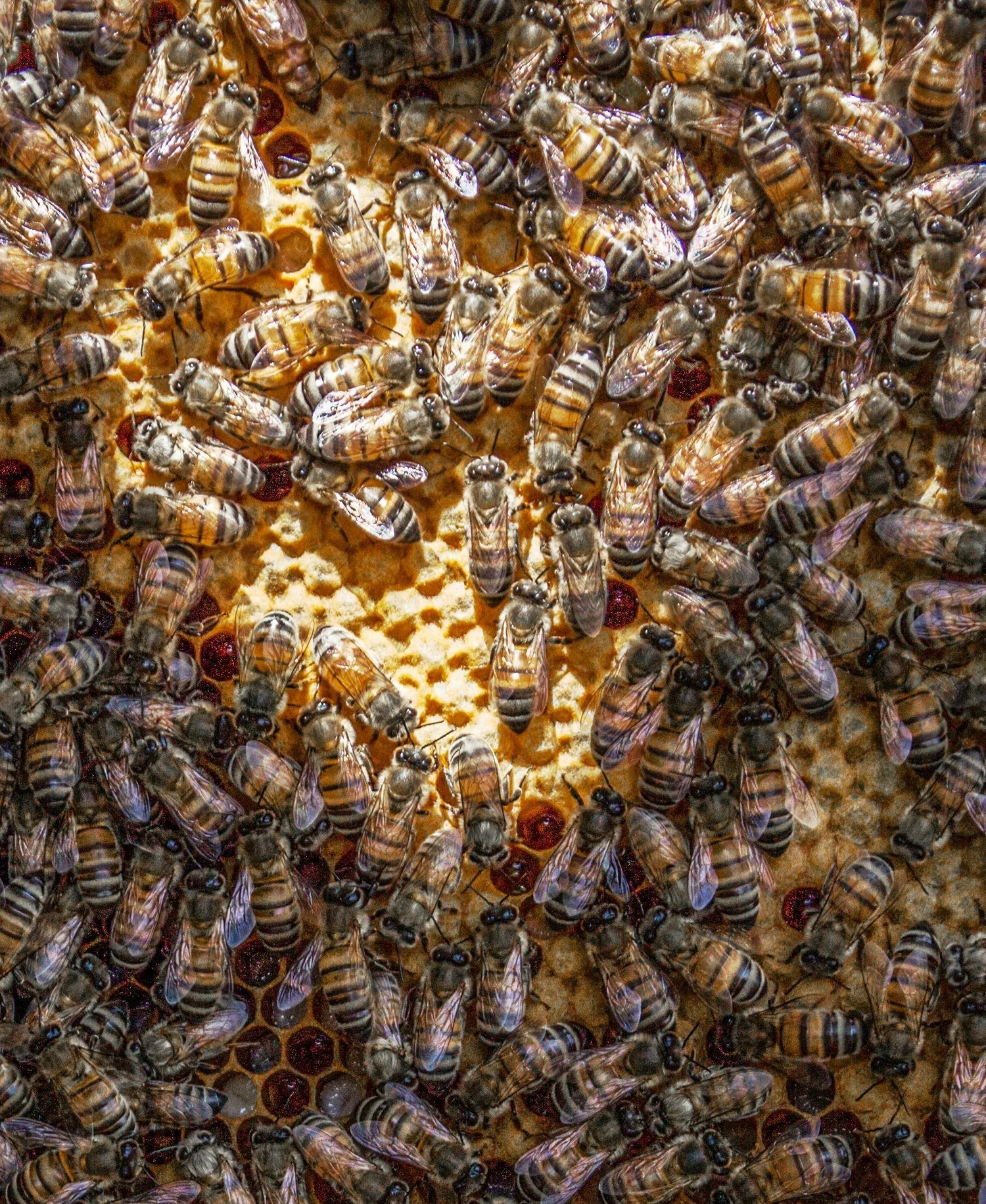 Honey bees on capped brood comb at Dragon Bee Farm