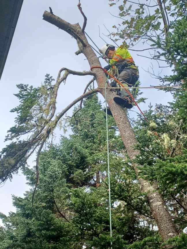 Peter safely cutting branches while perched atop a tree during a tree removal service in Halifax