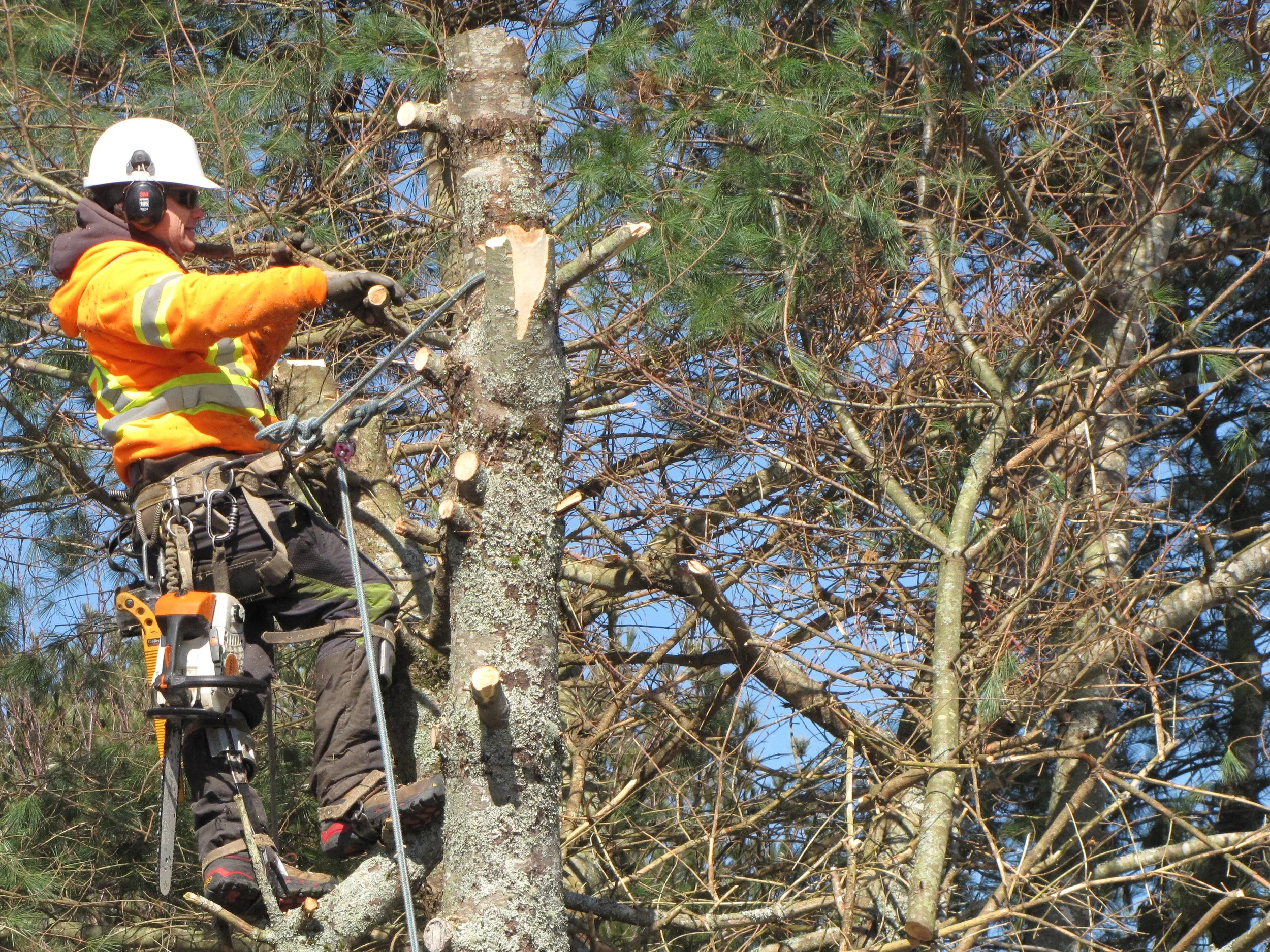 Professional tree removal expert working high in a tree, carefully cutting and removing branches in Halifax