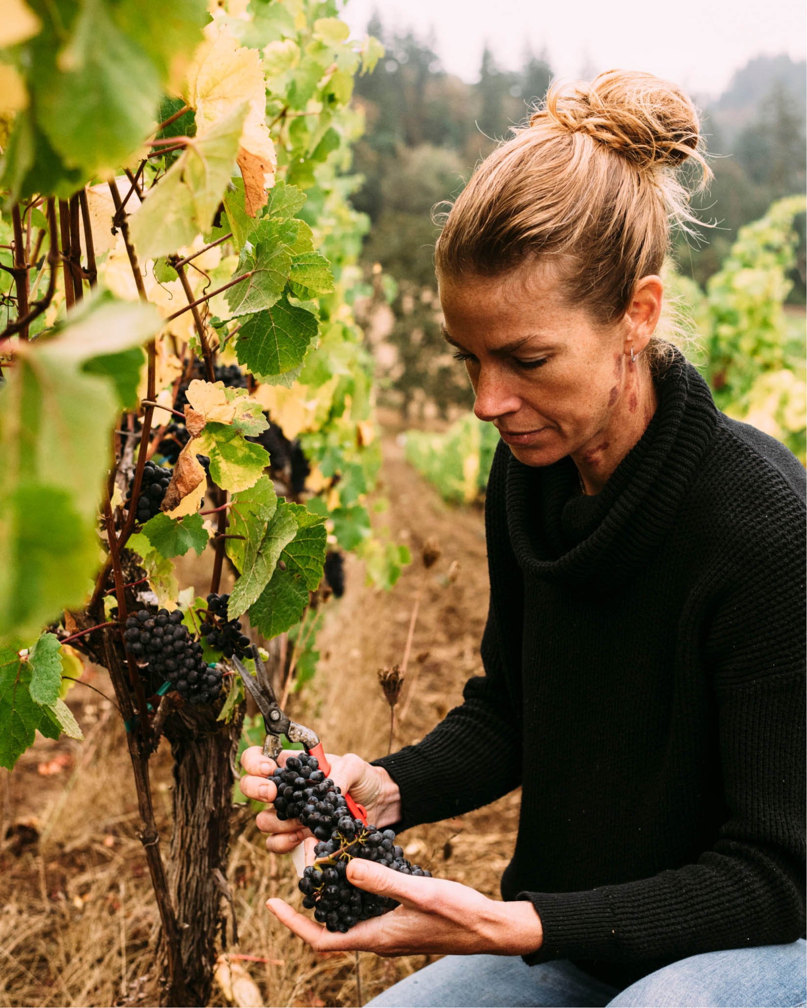 A woman harvesting dark purple grapes from a vineyard during daytime.
