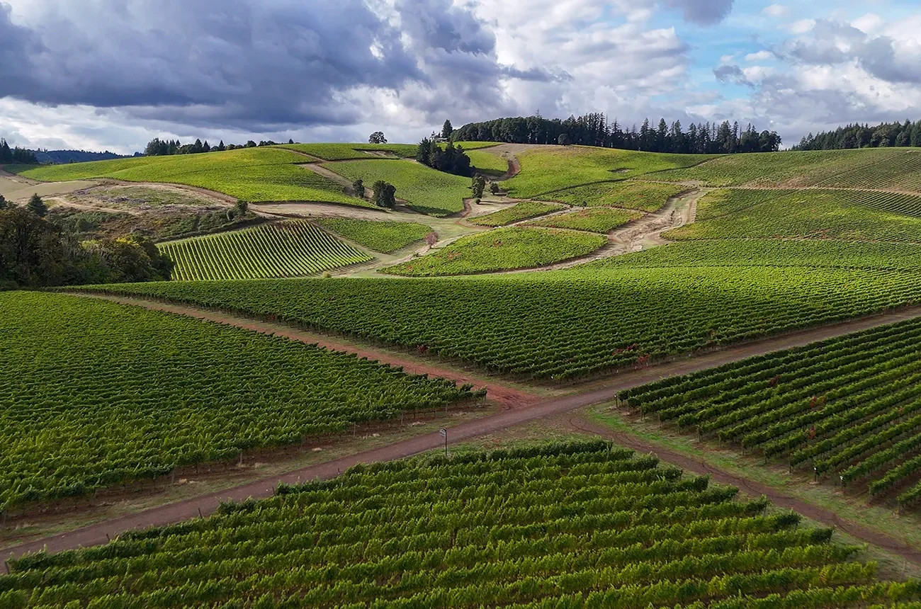 Decanter : Willamette Valley 2023 vintage report: 20 of the year’s most polished and precocious Pinot Noirs