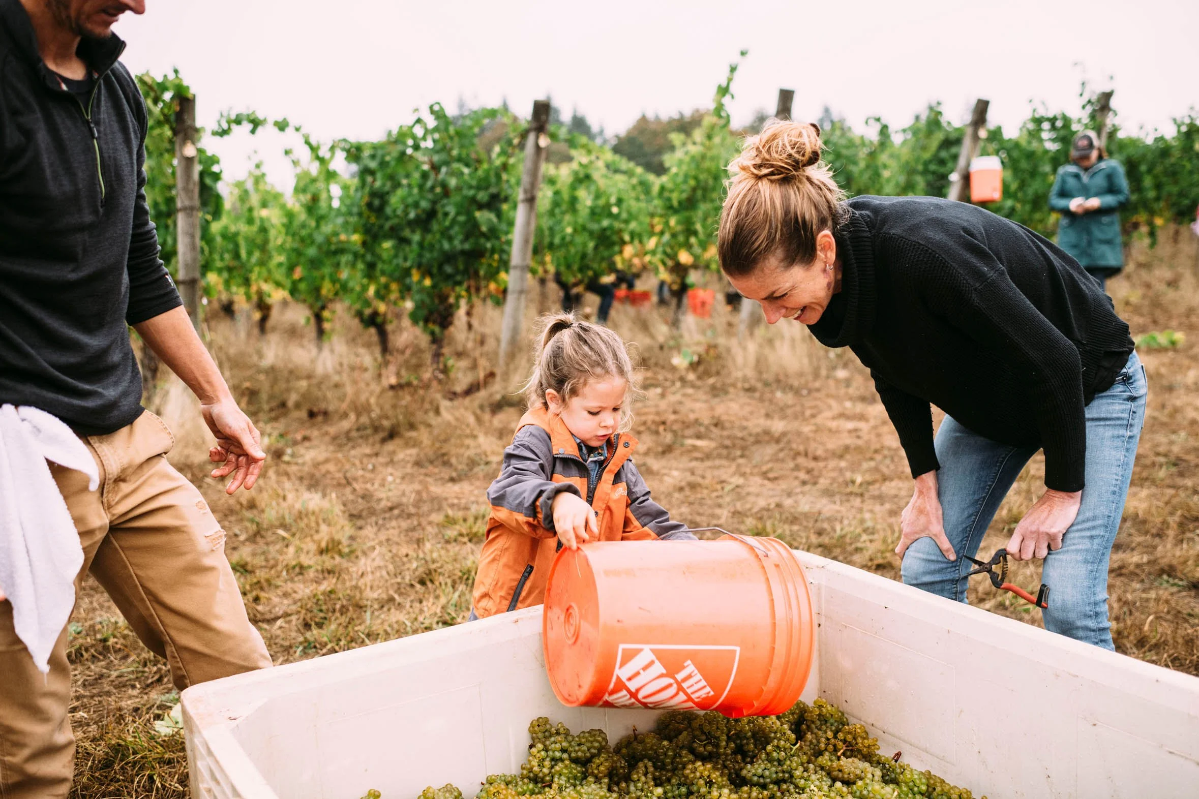 A woman and a young girl working together to harvest grapes in a vineyard, pouring grapes from an orange bucket into a large container, with other people seen in the background.
