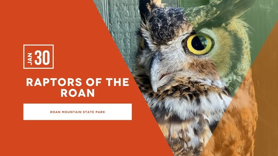 Raptors of the Roan 