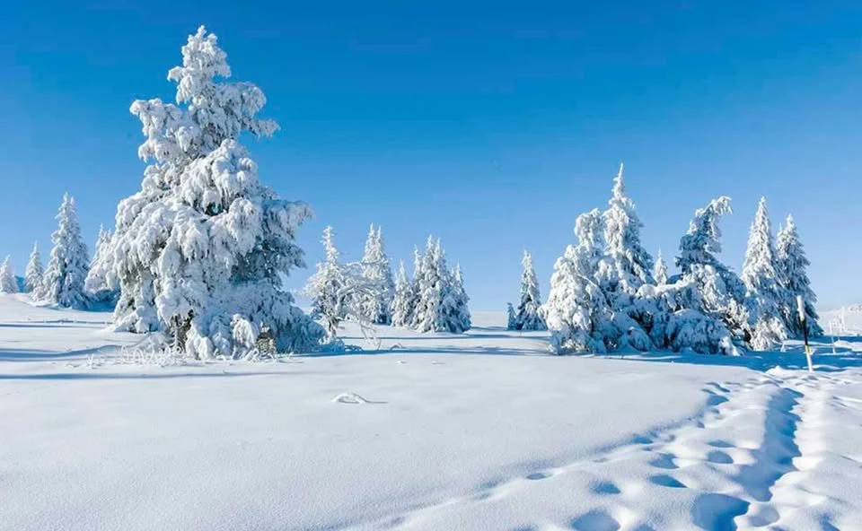 Japanese New Year Celebration 