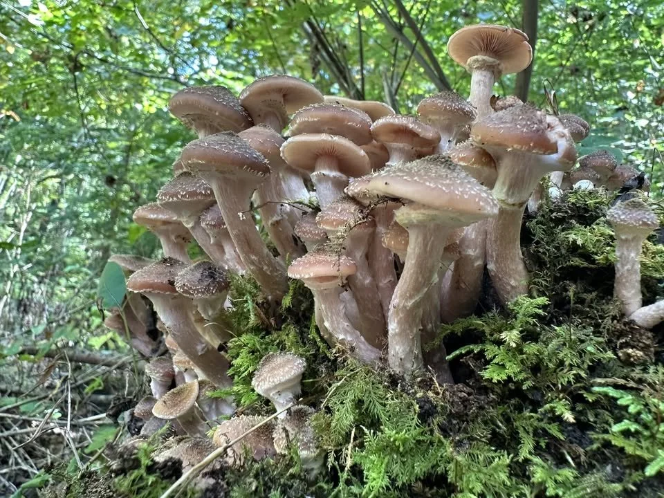 Fall Nature Hike: Plant and Mushroom Hunt 