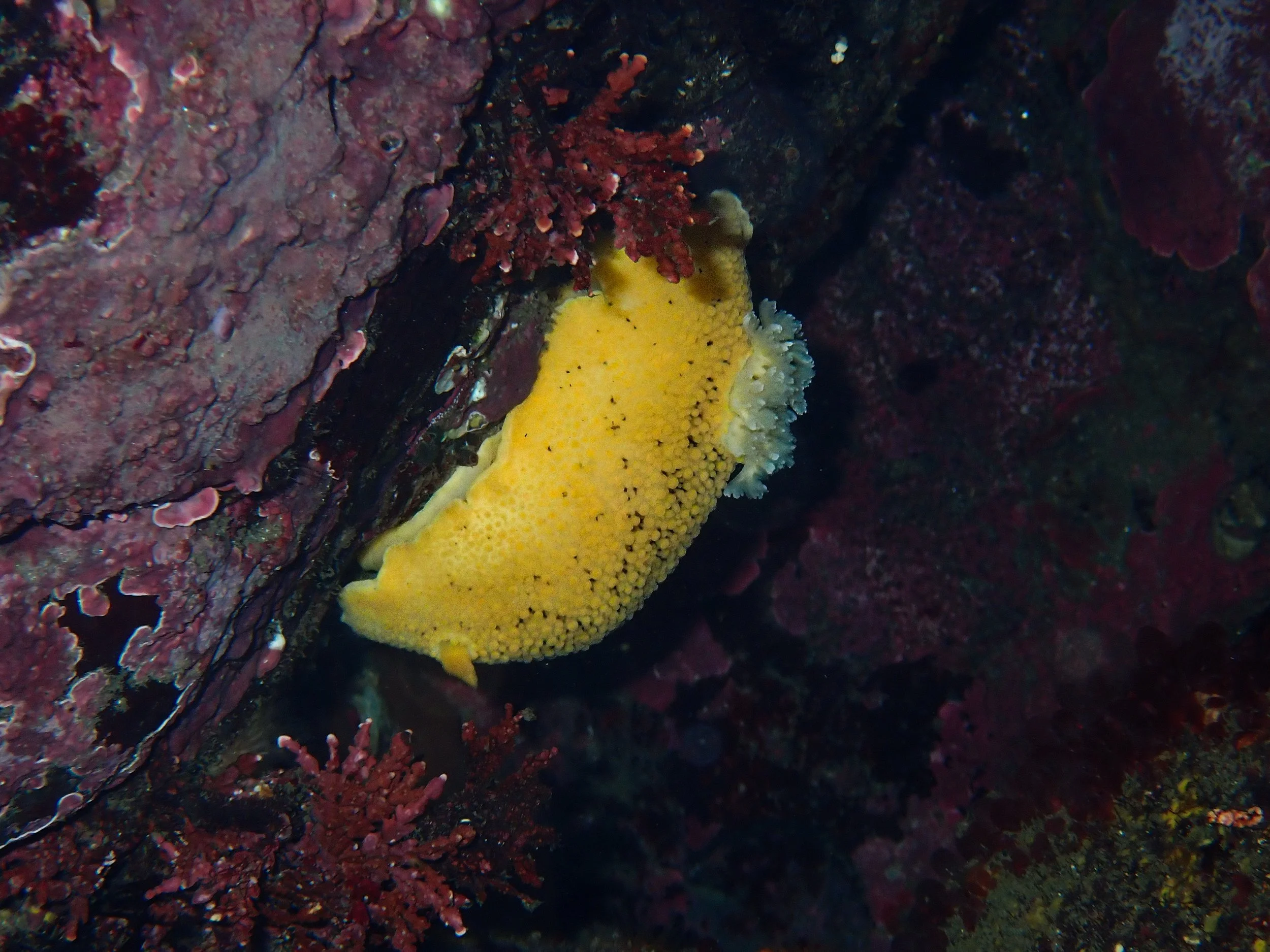 What is a Nudibranch &amp; Why Should You Care?