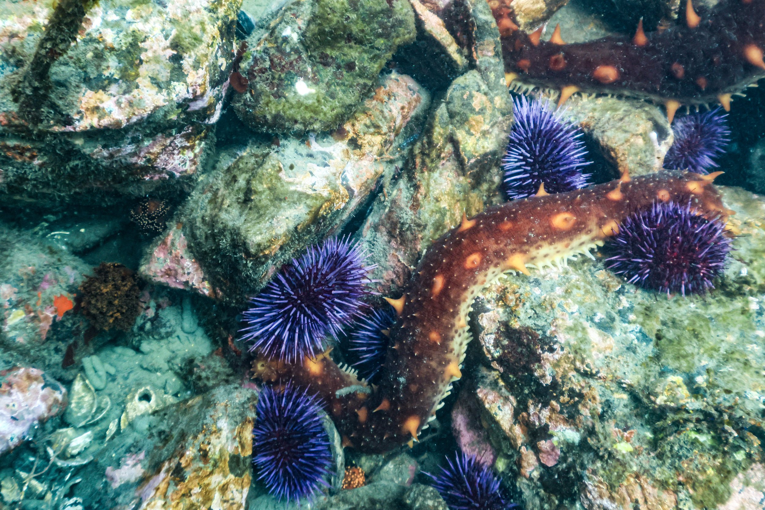 2-East Sooke April 14 2024_-12.jpg