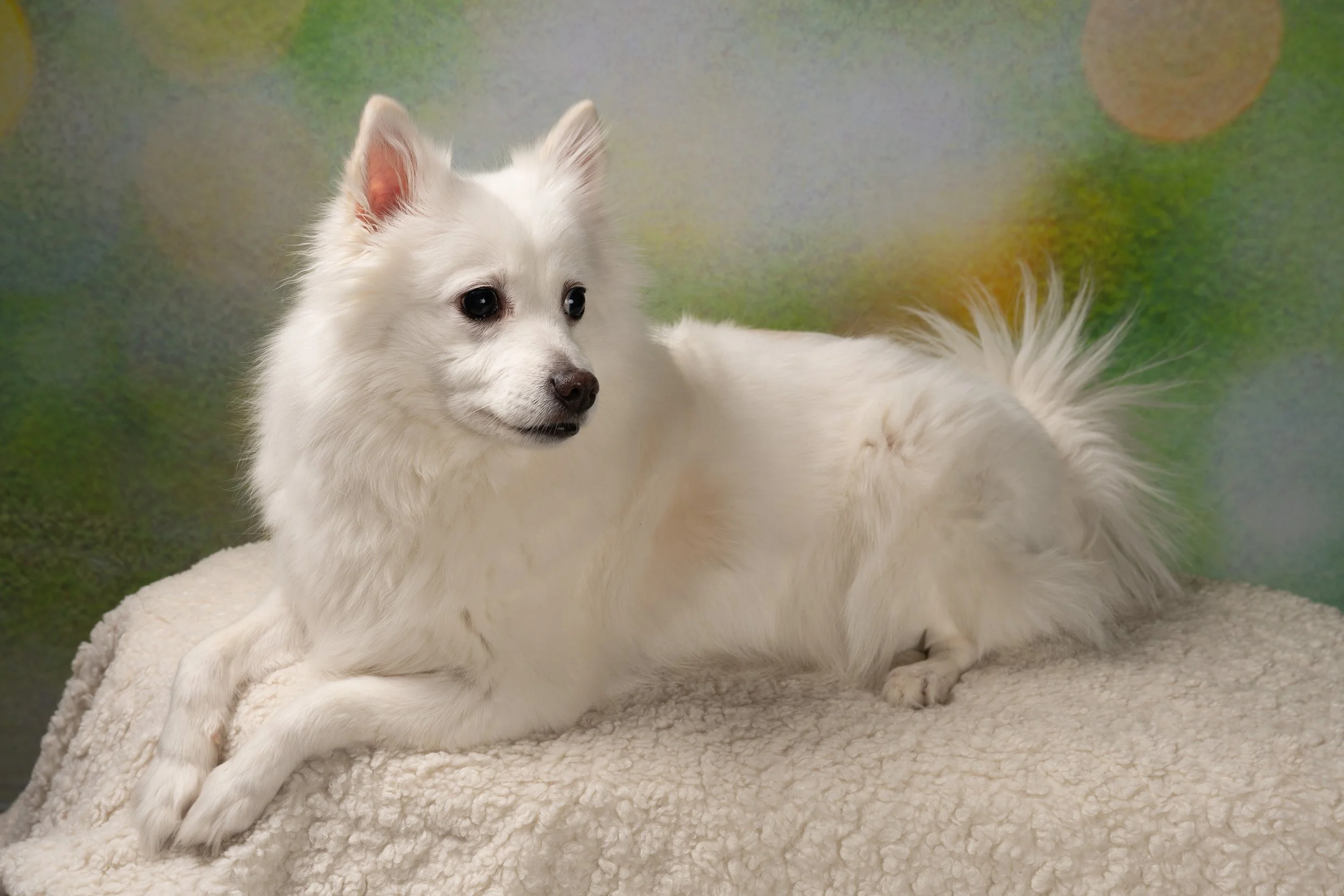 Valkoinen koira makaa pää käännettynä vasemmalle, taustalla vihreitä ja ruskeita sävyjä.