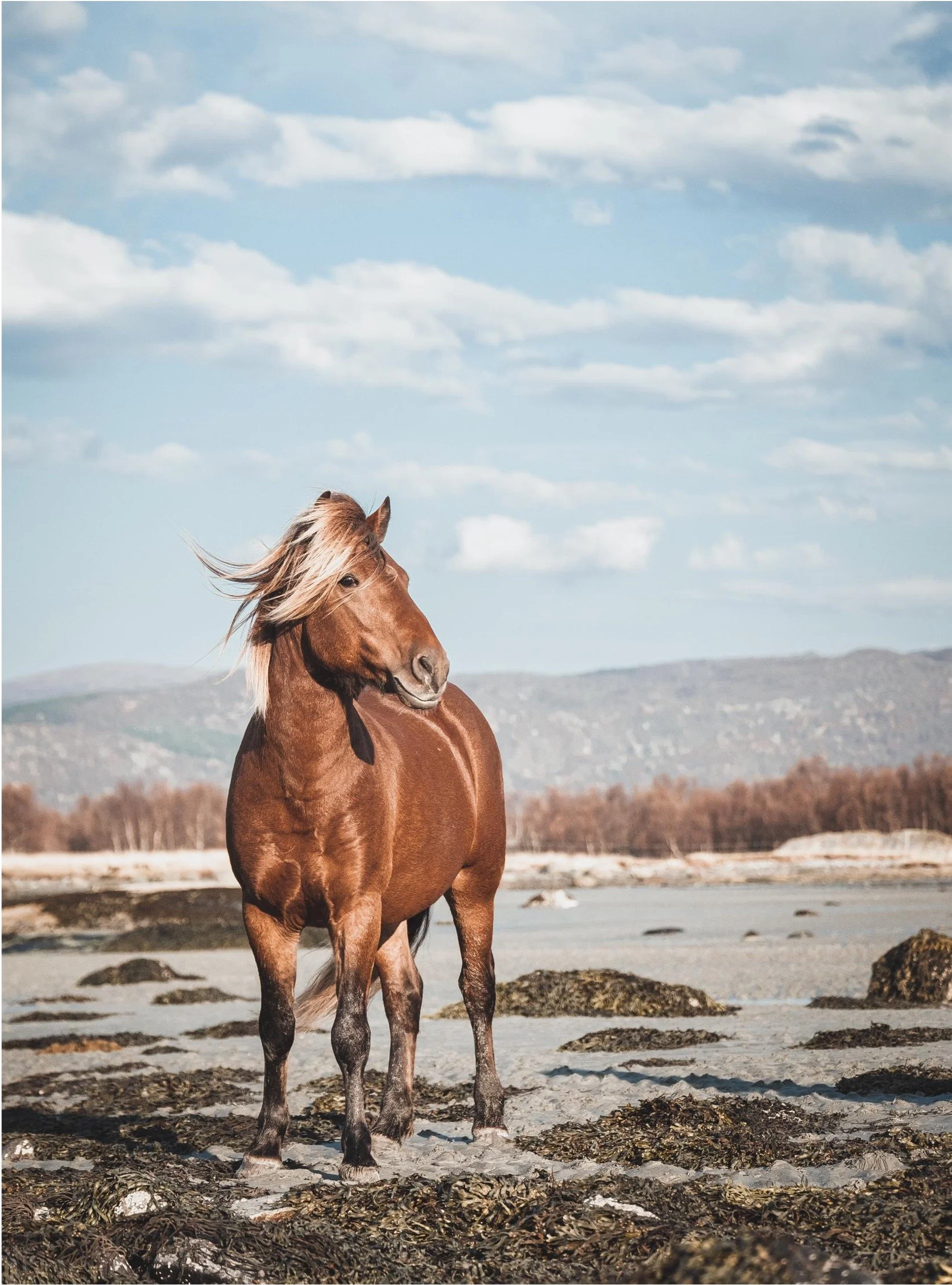 En brun hest med lang man som blåser i vinden, står på en strand med våte steiner og sjøgress, med et fjelllandskap og en blå himmel med skyer i bakgrunnen.