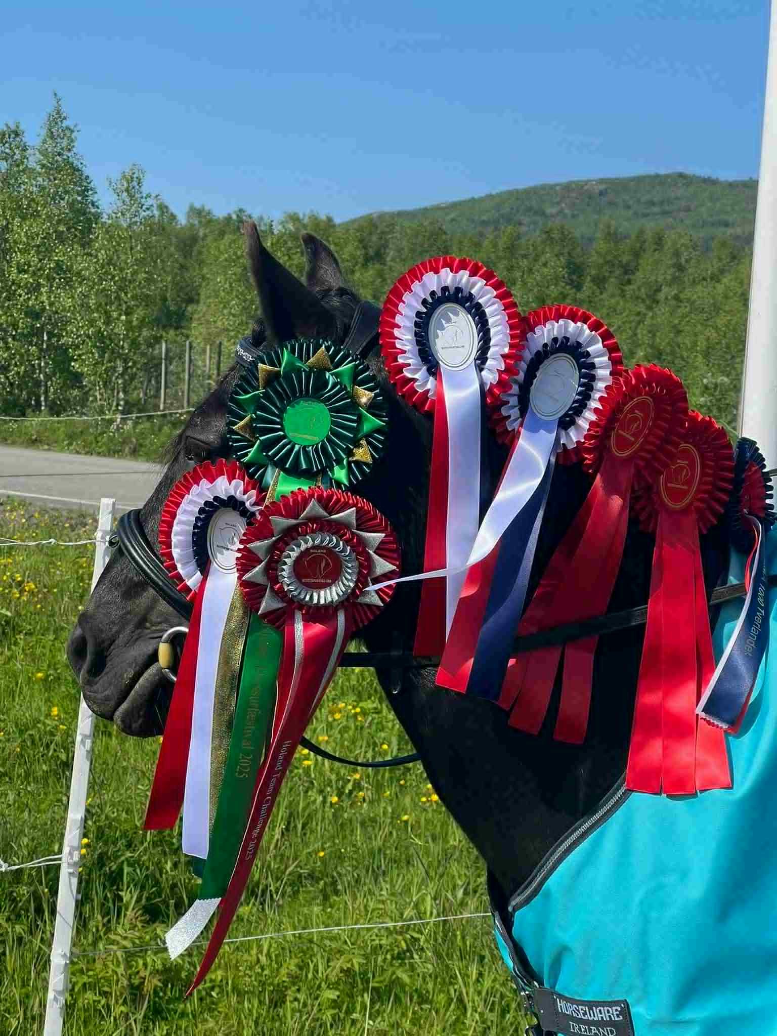 En svart hest med flere rosetter og medaljer på halsen, stativ med gjerde, grønt landskap, trær, fjelldal og blå himmel i bakgrunnen.