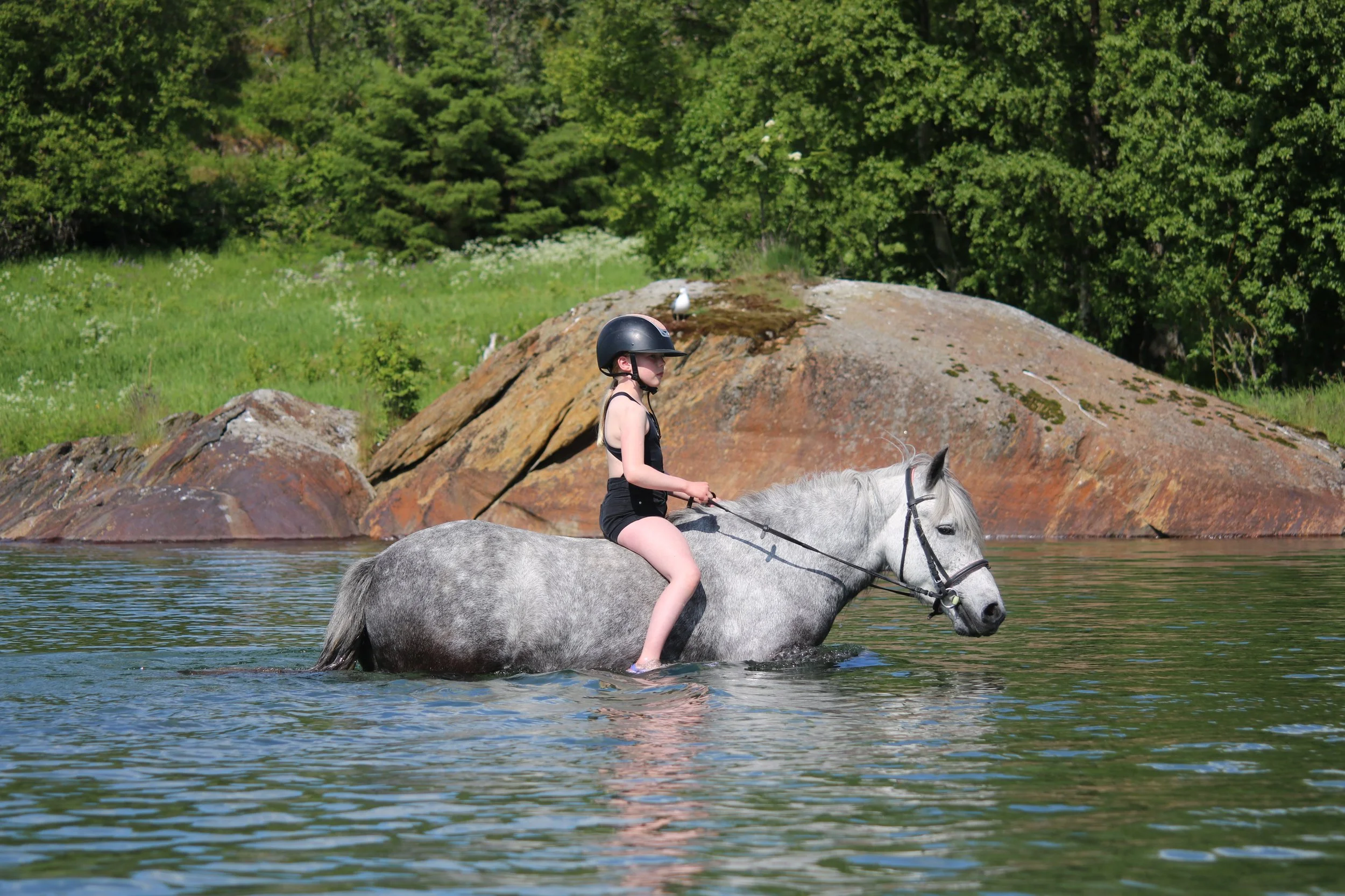 En ung jente med hjelm rir på en hvit hest i en vann.