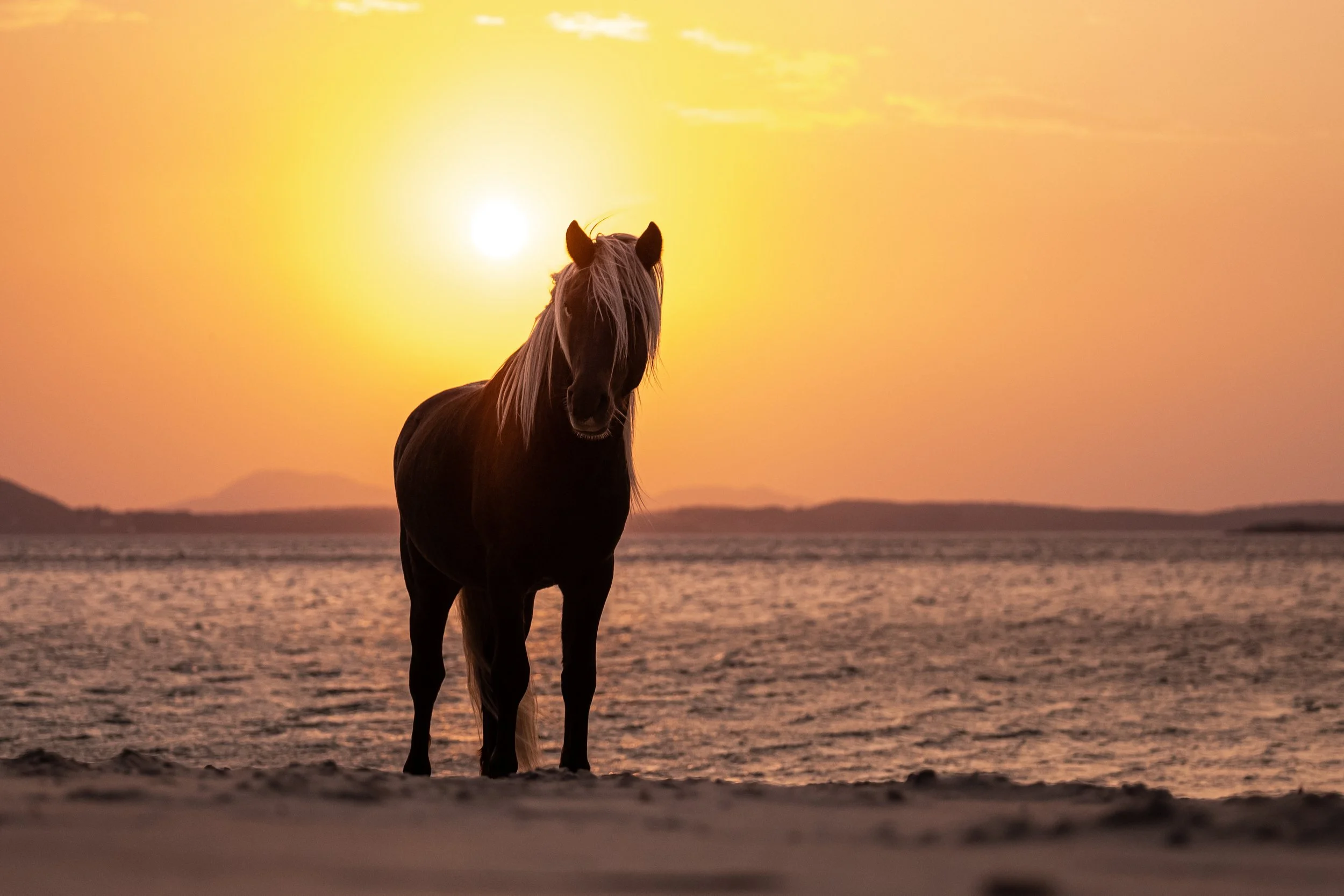 En brun hest med hvit manke ved solnedgang ved stranden.