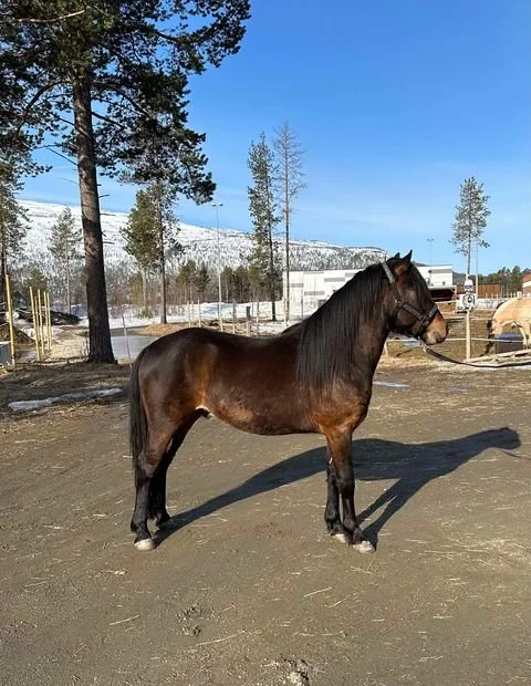 En brun hest står på en jordflate utendørs, med trær og vinterlandskap i bakgrunnen.