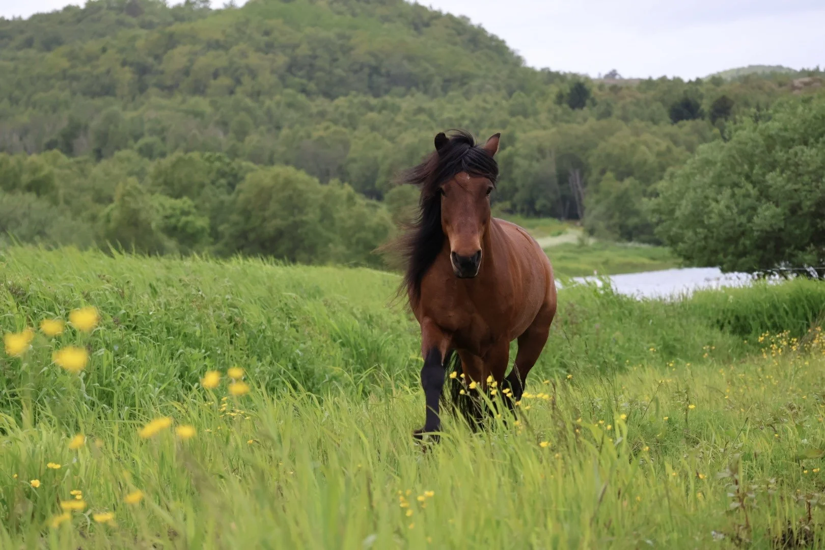 En brun hest med svart man og hale løper gjennom grønt gress med gule blomster, omgitt av grønne trær og bakke i landskap med vann i bakgrunnen.